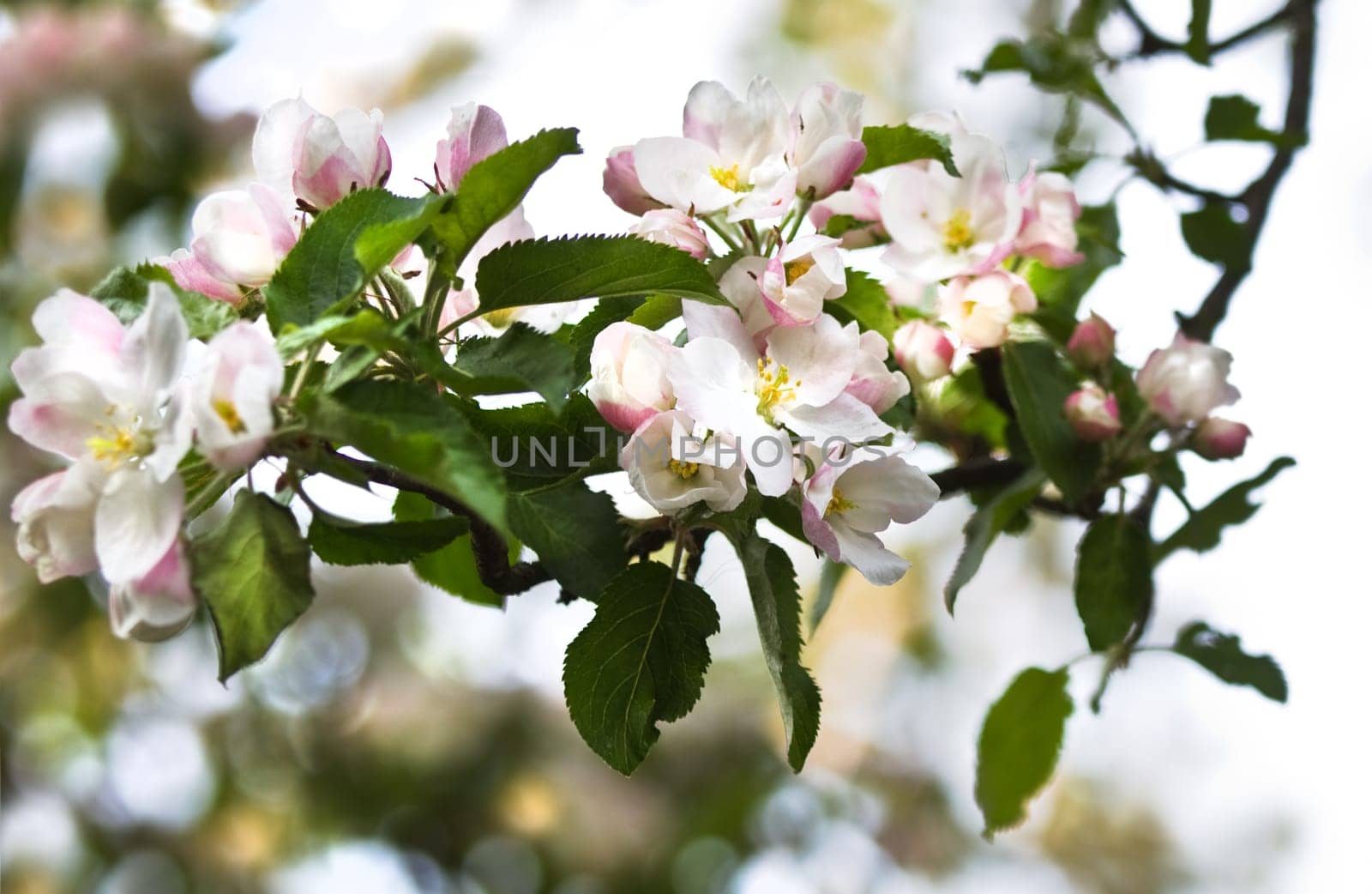Sunshine on branch with appleblossom in spring and bokeh in background