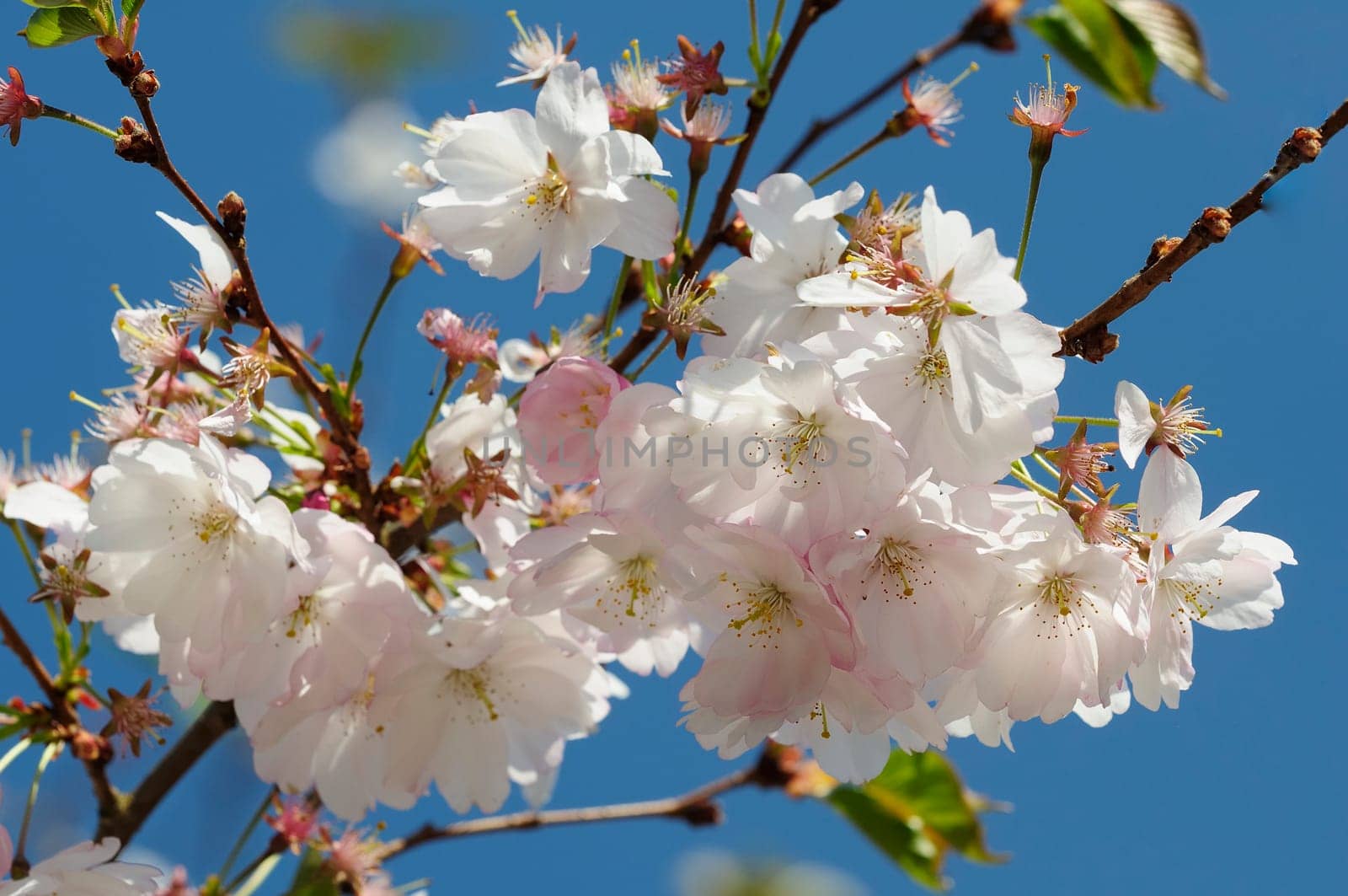 Japanese Cherry