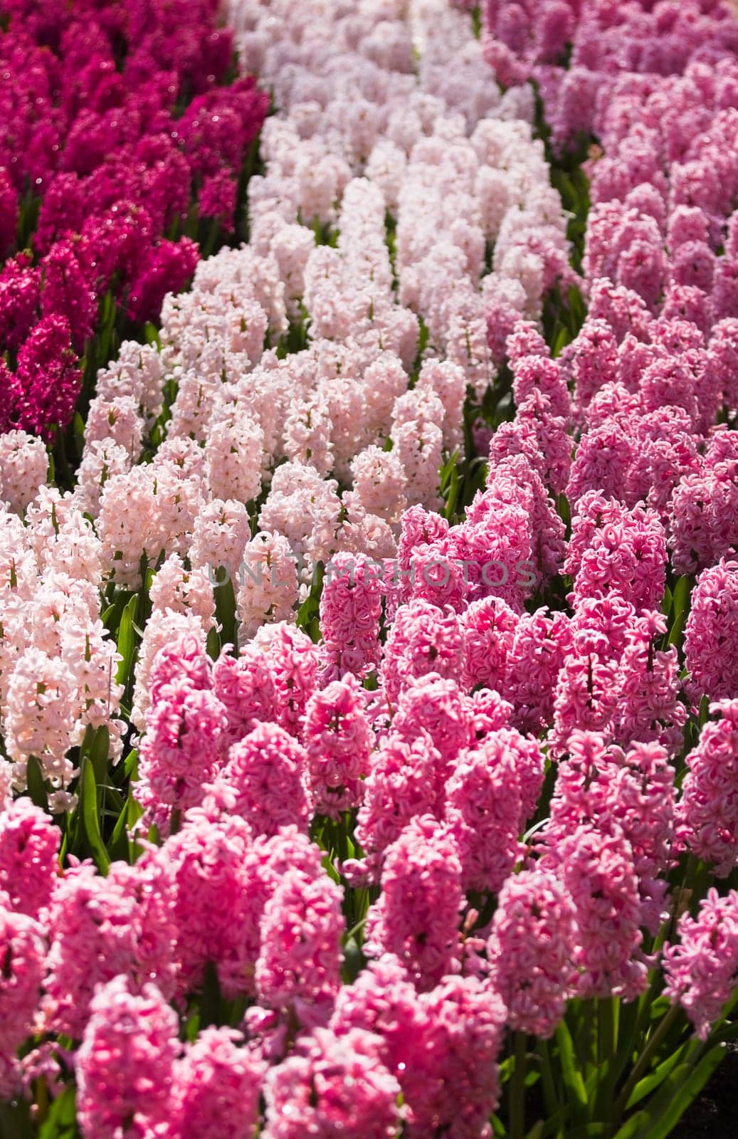 Morning sunshine on flowerbed with colorful hyacinths as decoration in spring