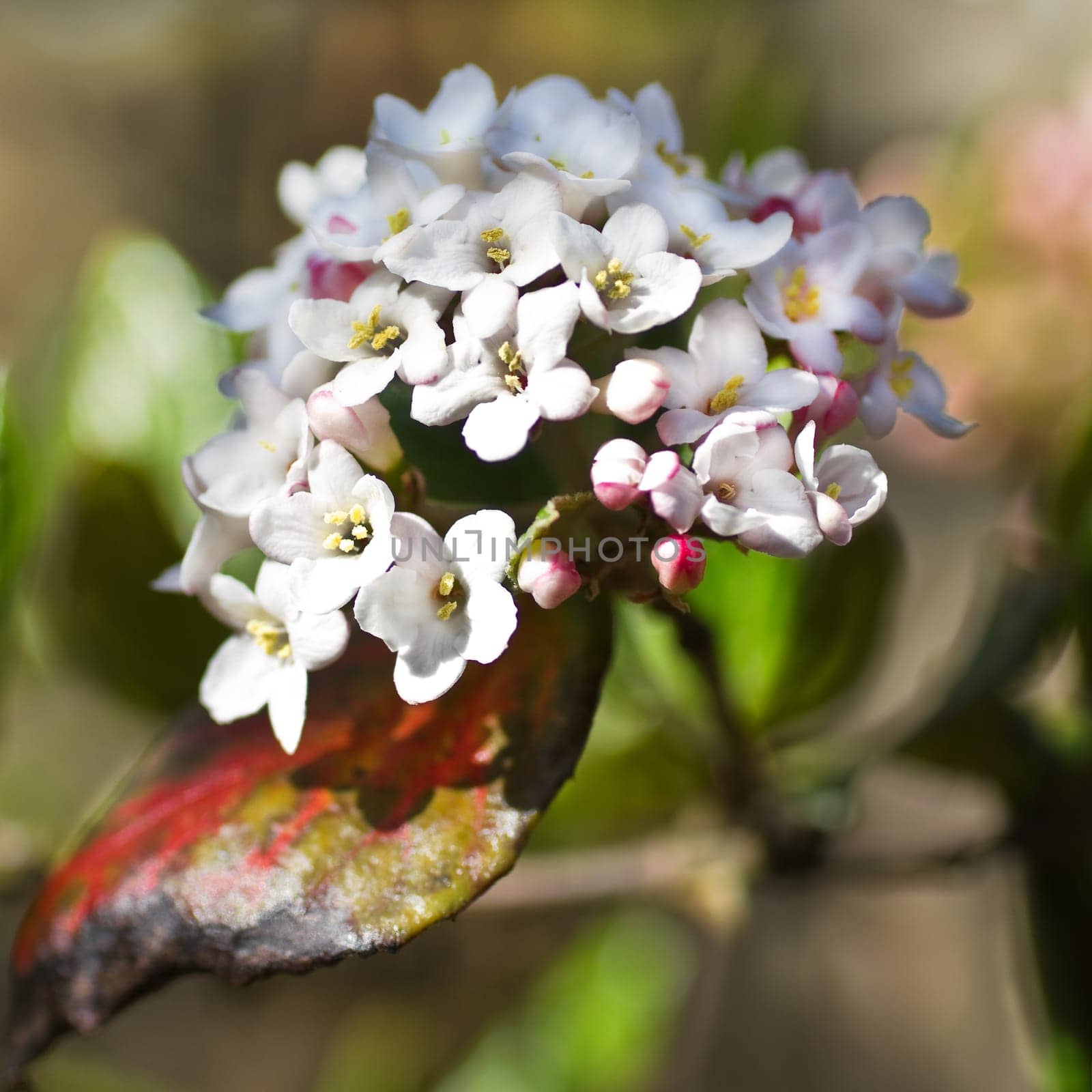 White Viburnum snowball flowers in spring - square cropped image