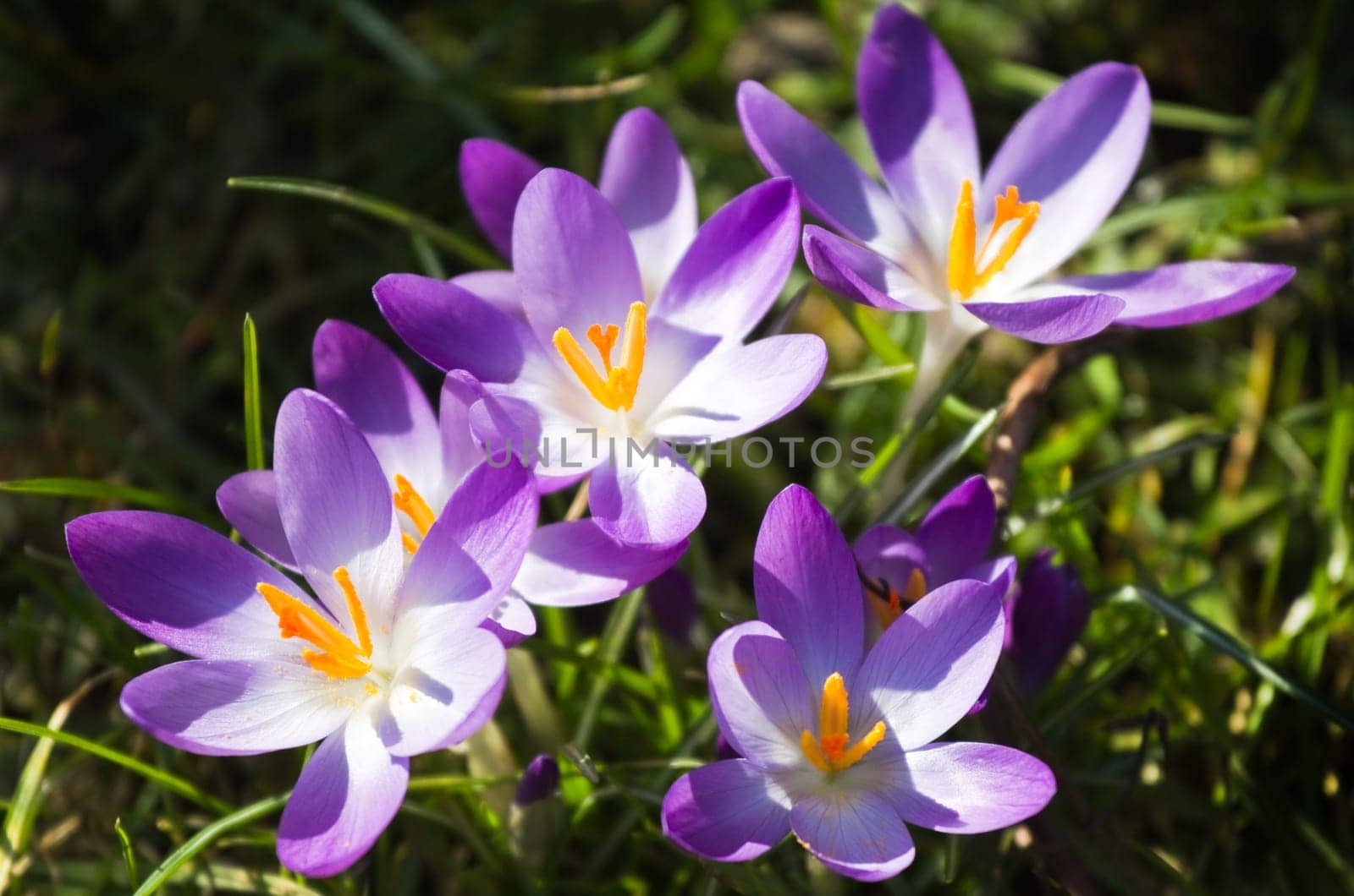 Purple spring crocus or Crocus vernus on a sunny day in March