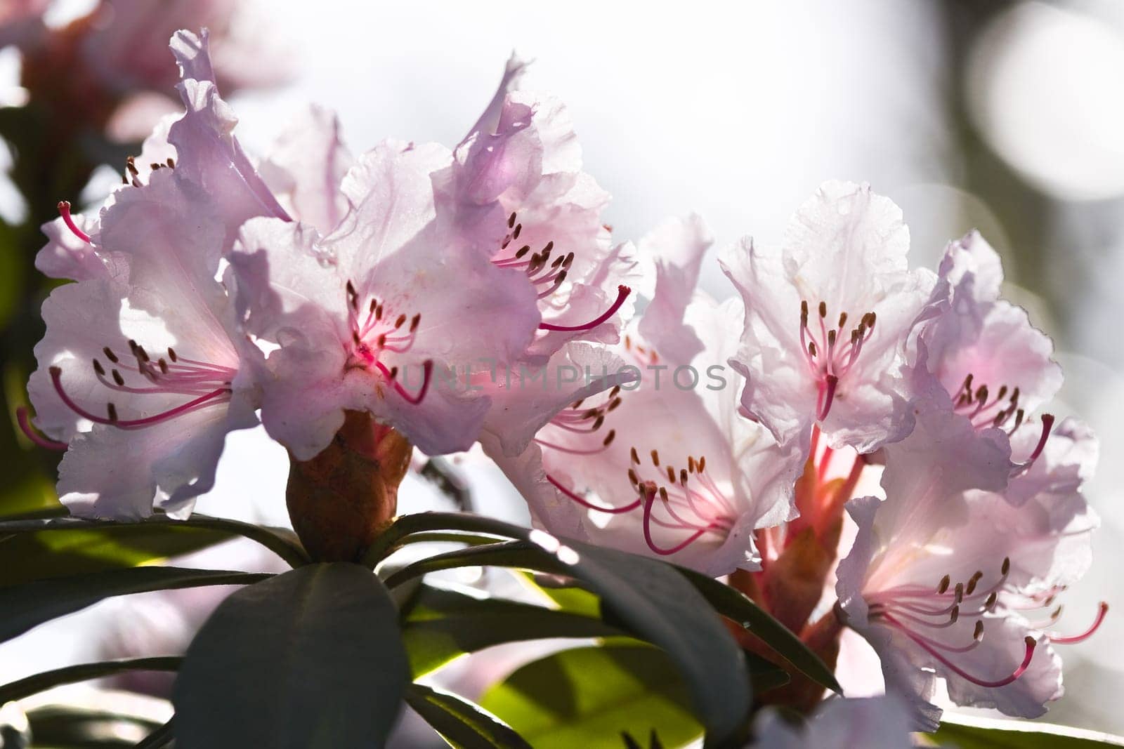 Backlight pink Rhododendron flowers in spring