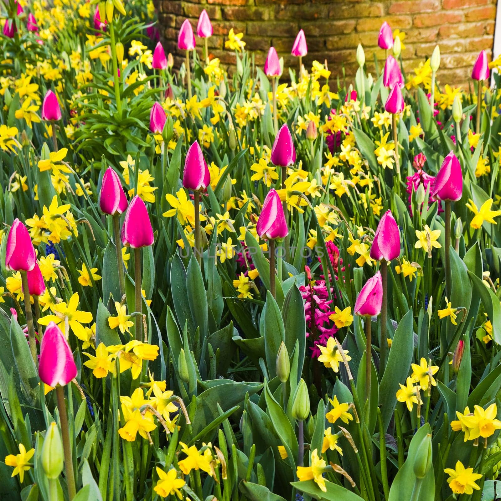 Pink tulips and yellow daffodils in spring - square crop