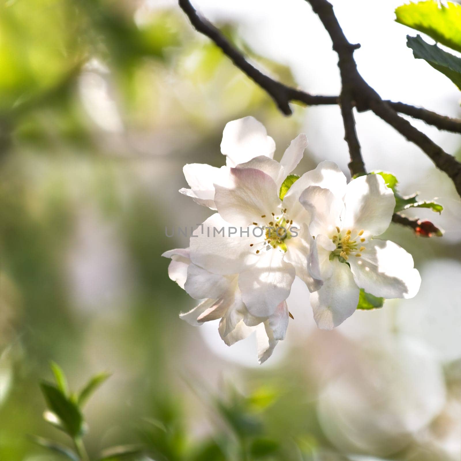 Backlight on appleblossom in spring - square crop