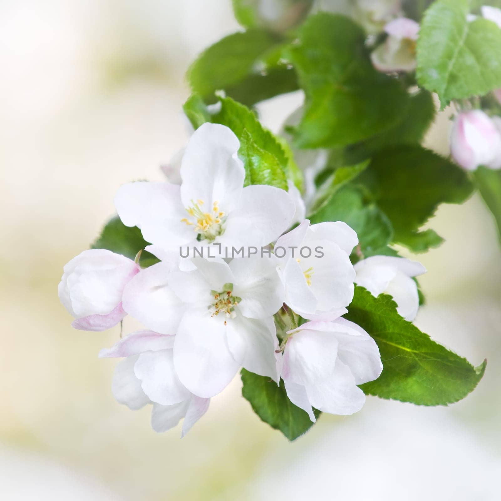Beautiful white appleblossom in spring - square crop