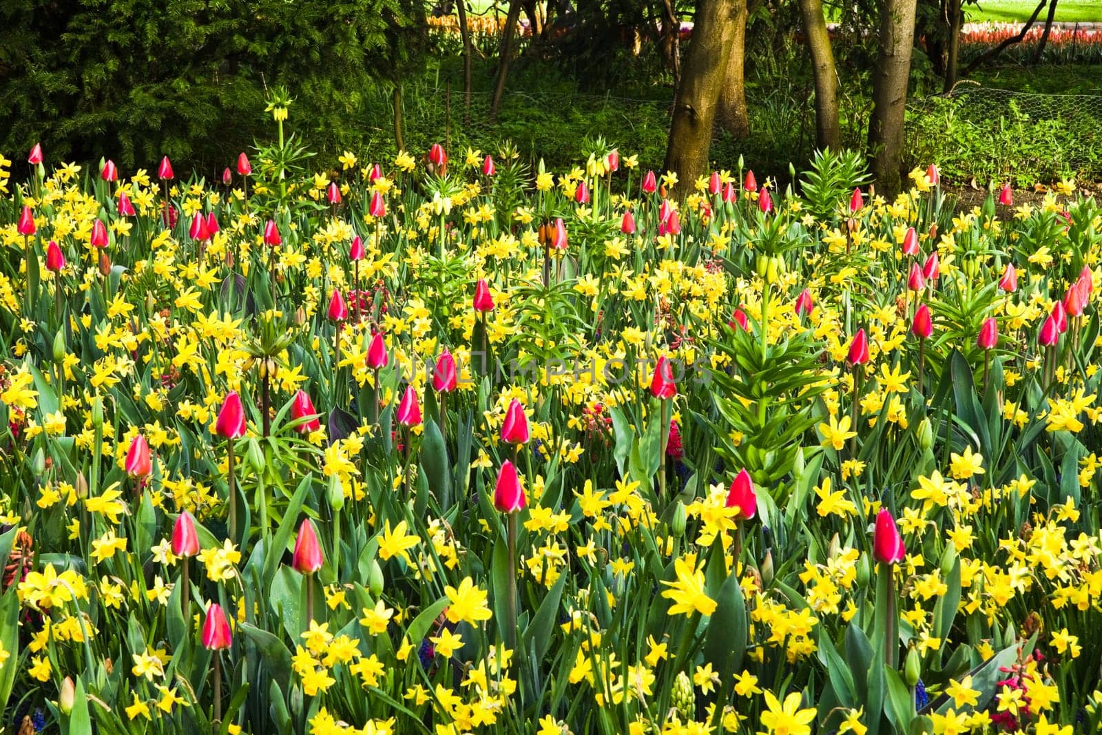 Yellow daffodils and pink tulips blooming in spring garden