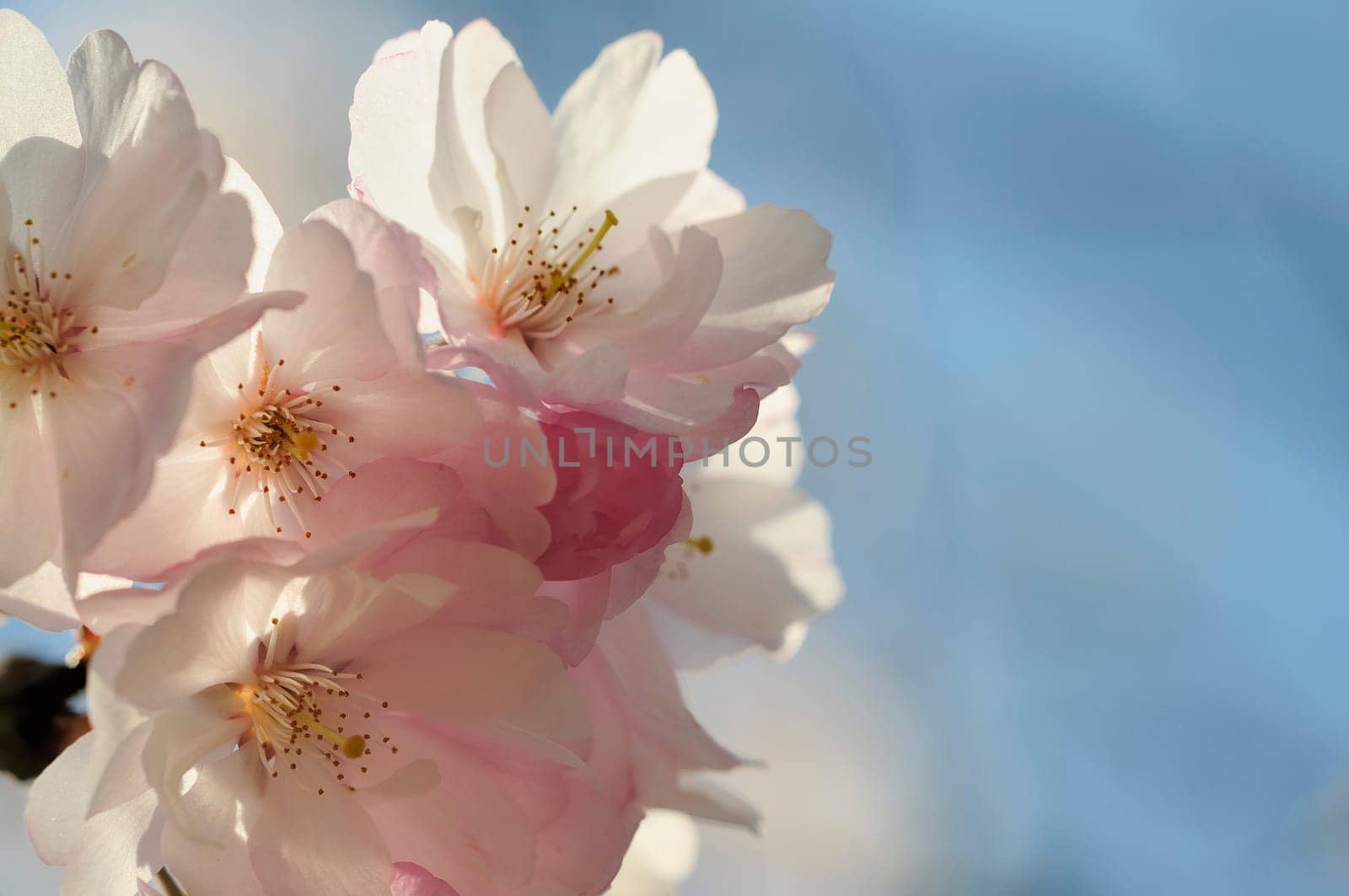 Japanese Cherry