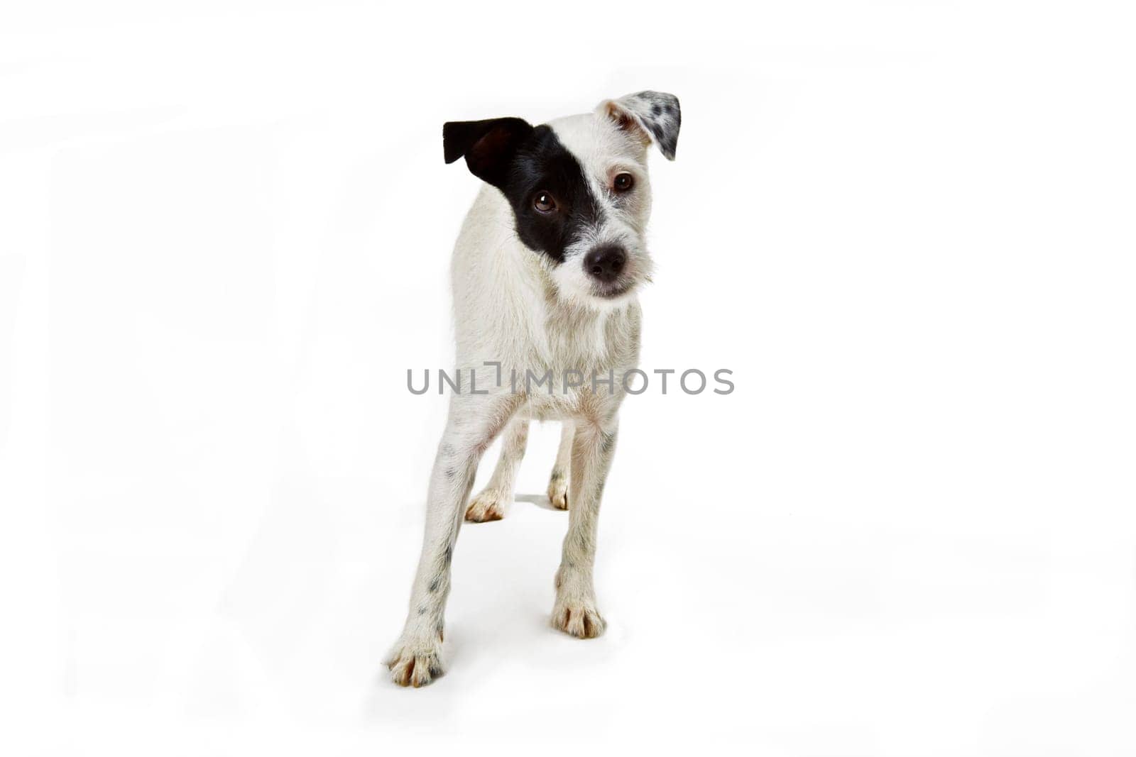 Studio shot by Parson Jack Russell on a white background