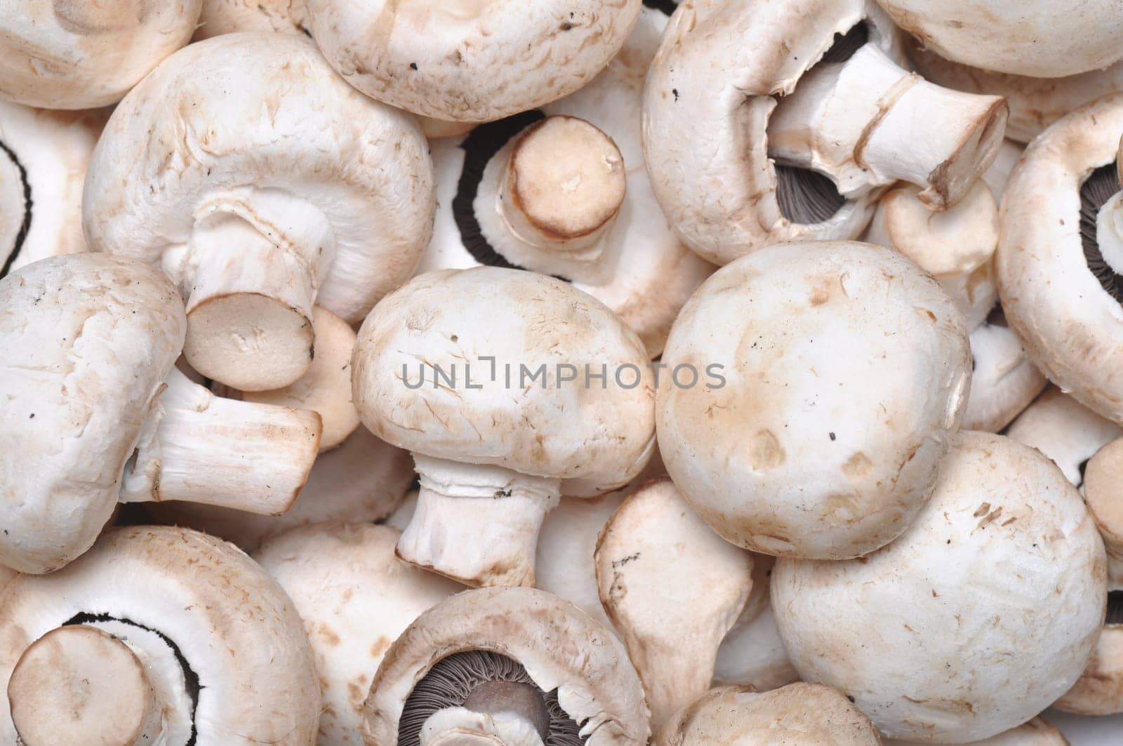 background of fresh whole mushrooms.
