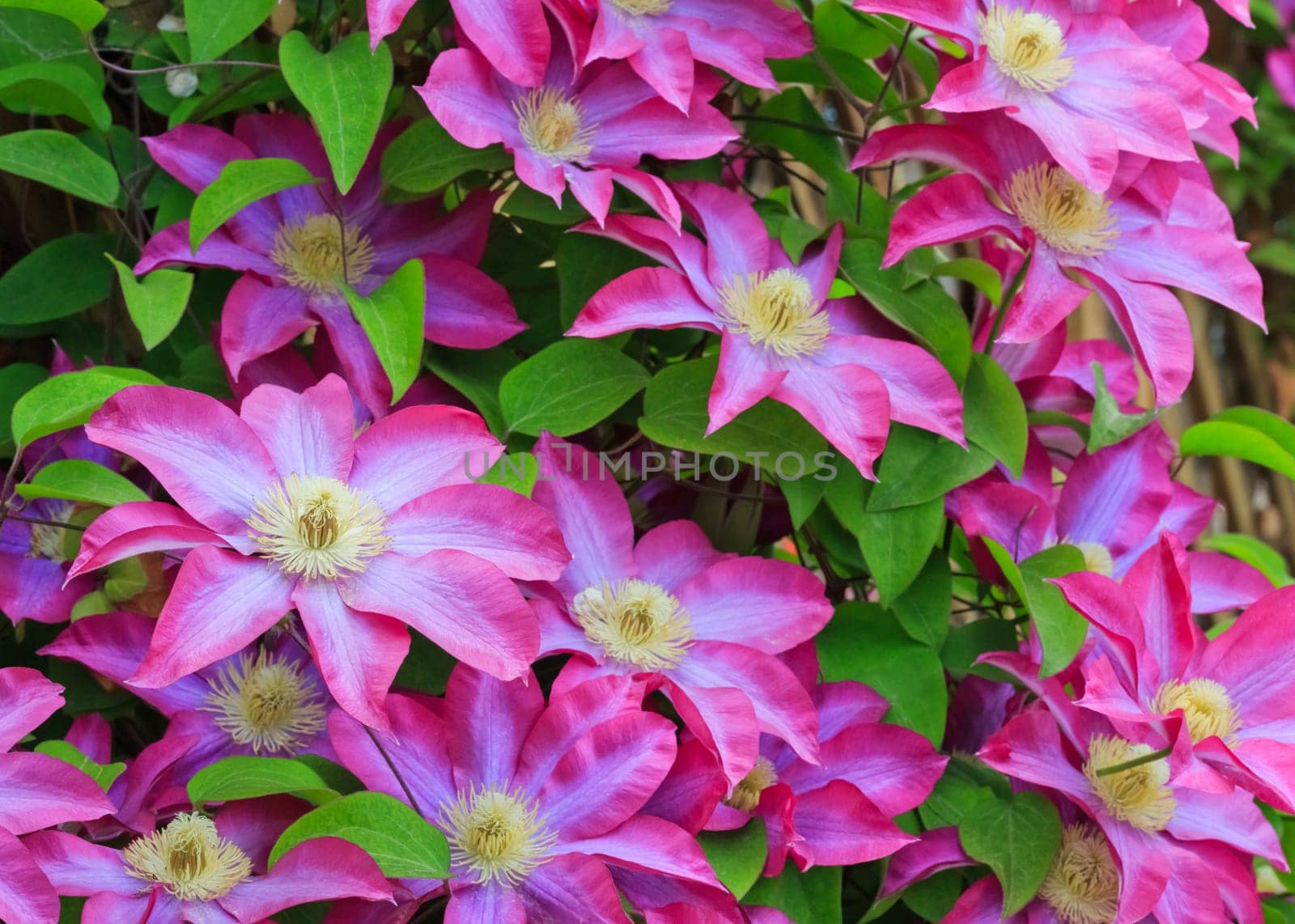 spring flowers