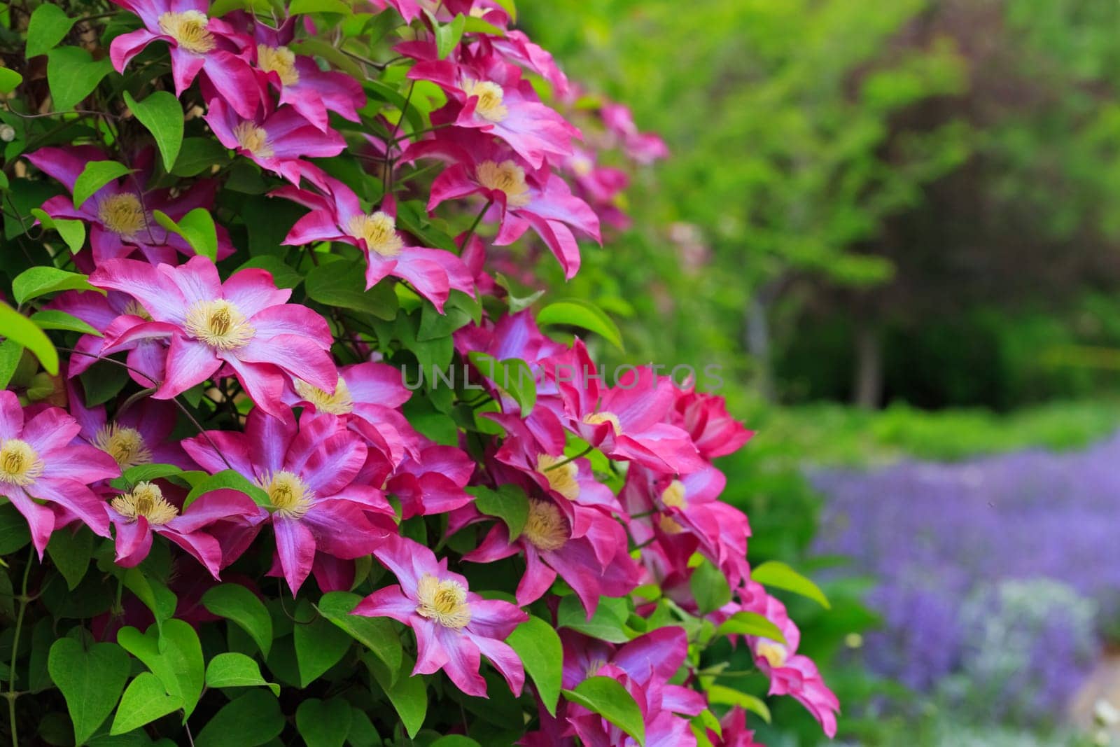 spring flowers