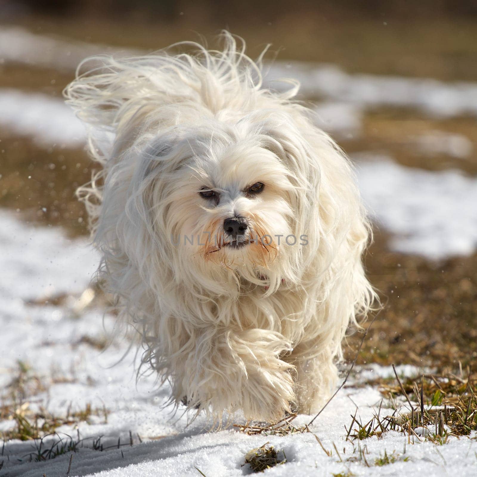 A dog - Havanese run across a slightly snowy meadow with flying fur.