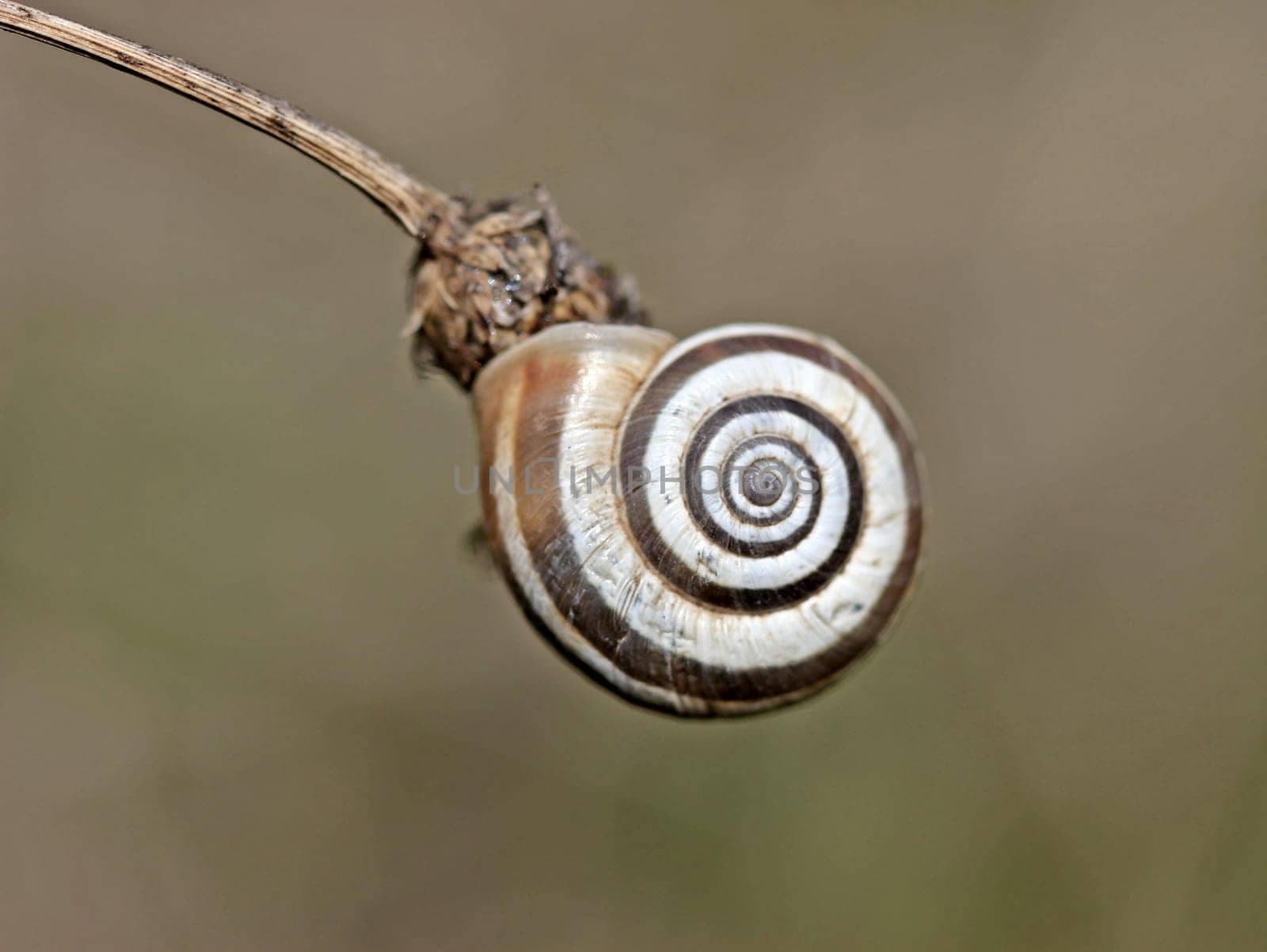 Western heath snail on the Dörnberg