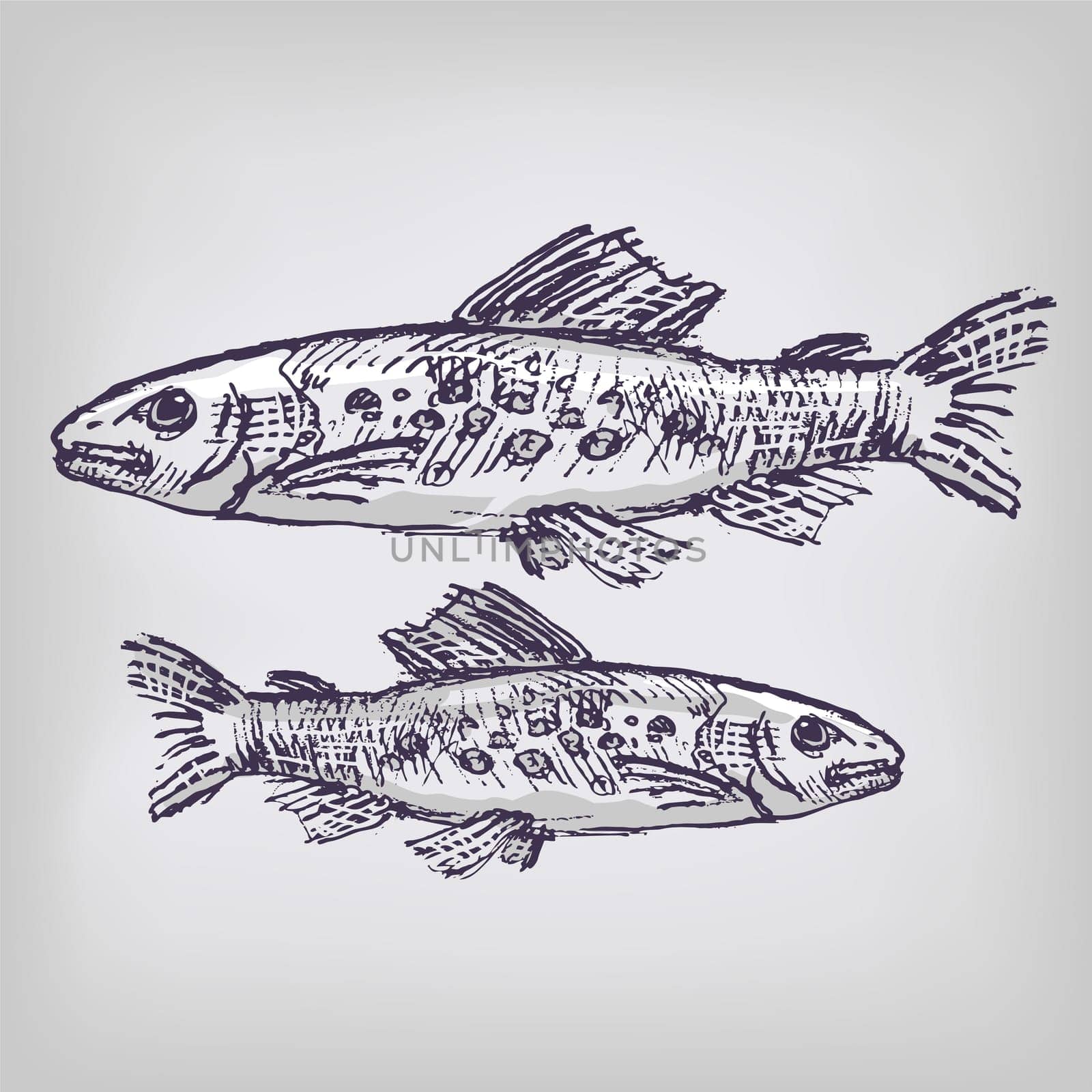 Drawing trout