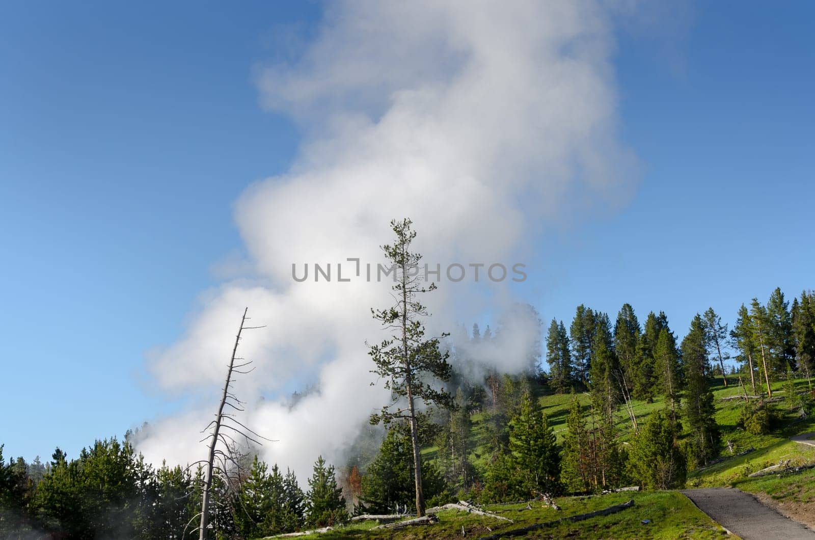 geysers among the trees in Yellowstone National Park in Wyoming