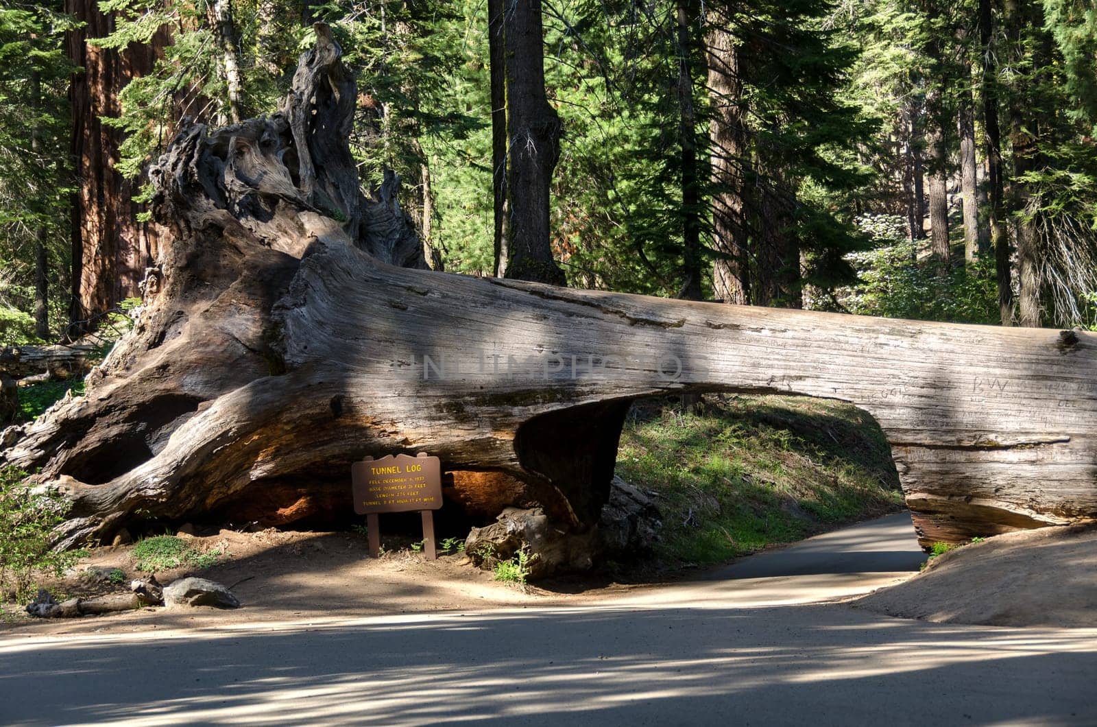 passage carved into the trunk of a sequoia in Sequoia National Park in California