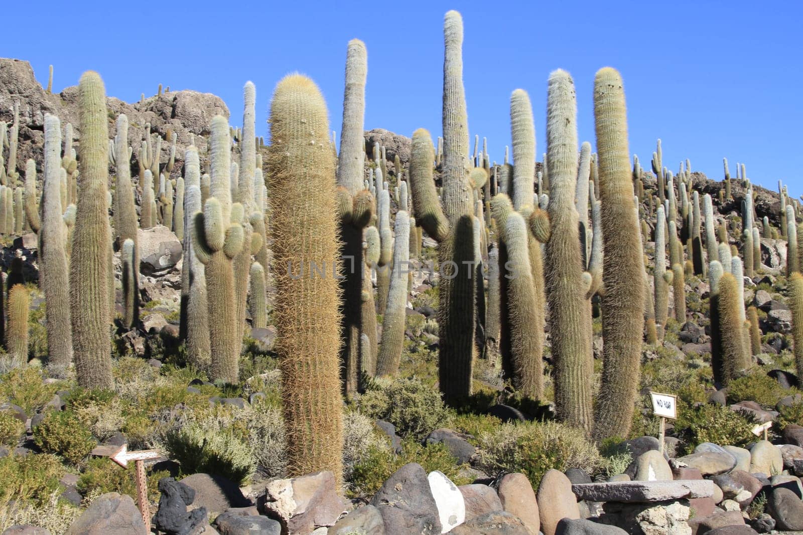Parque Incahuasi, Salar De Uyuni Bolivia