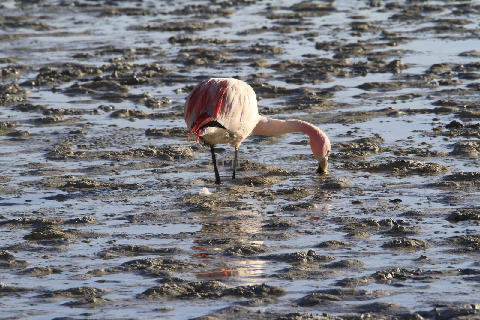 Eduardo Alveroa, Uyuni Bolivia