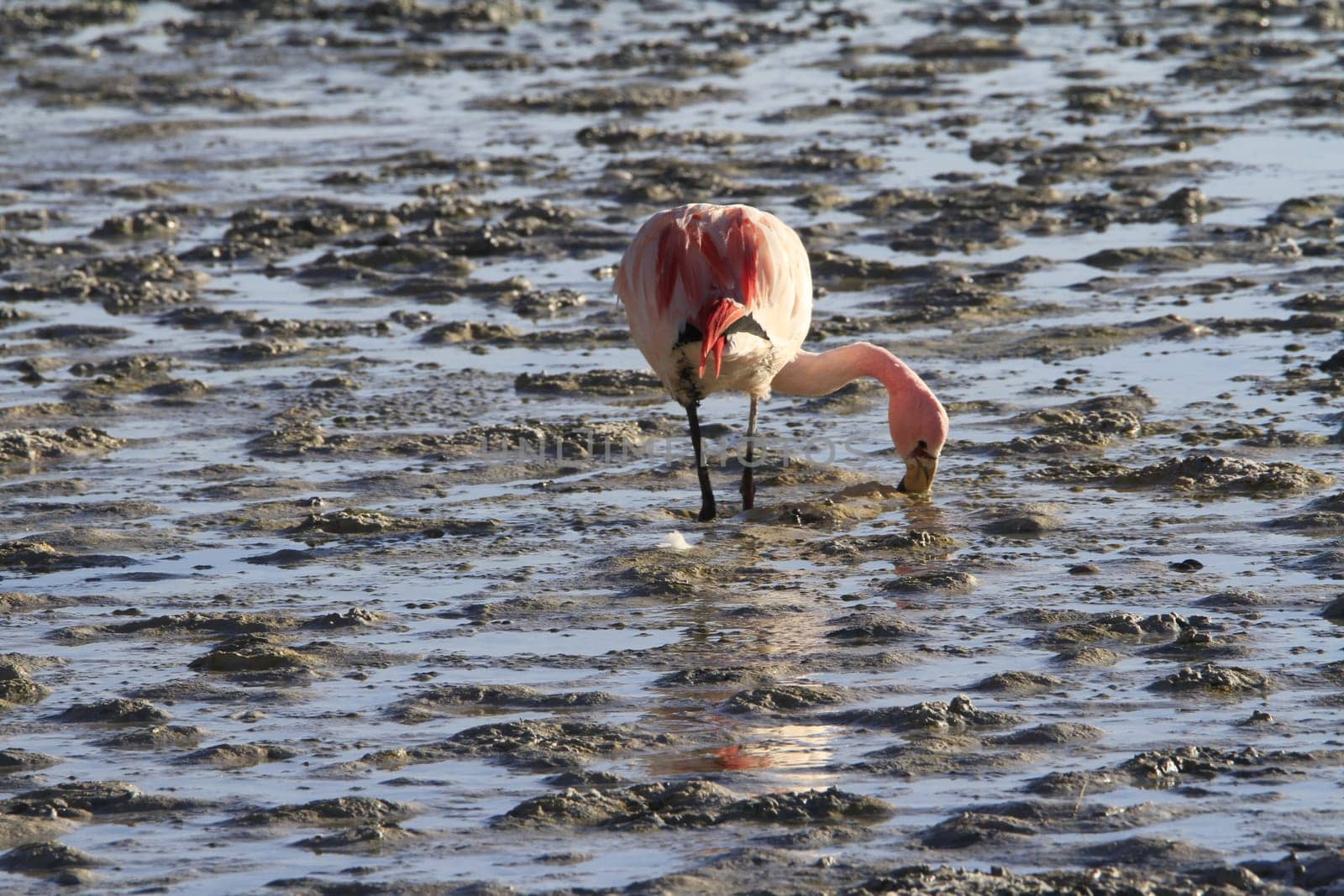 Eduardo Alveroa, Uyuni Bolivia