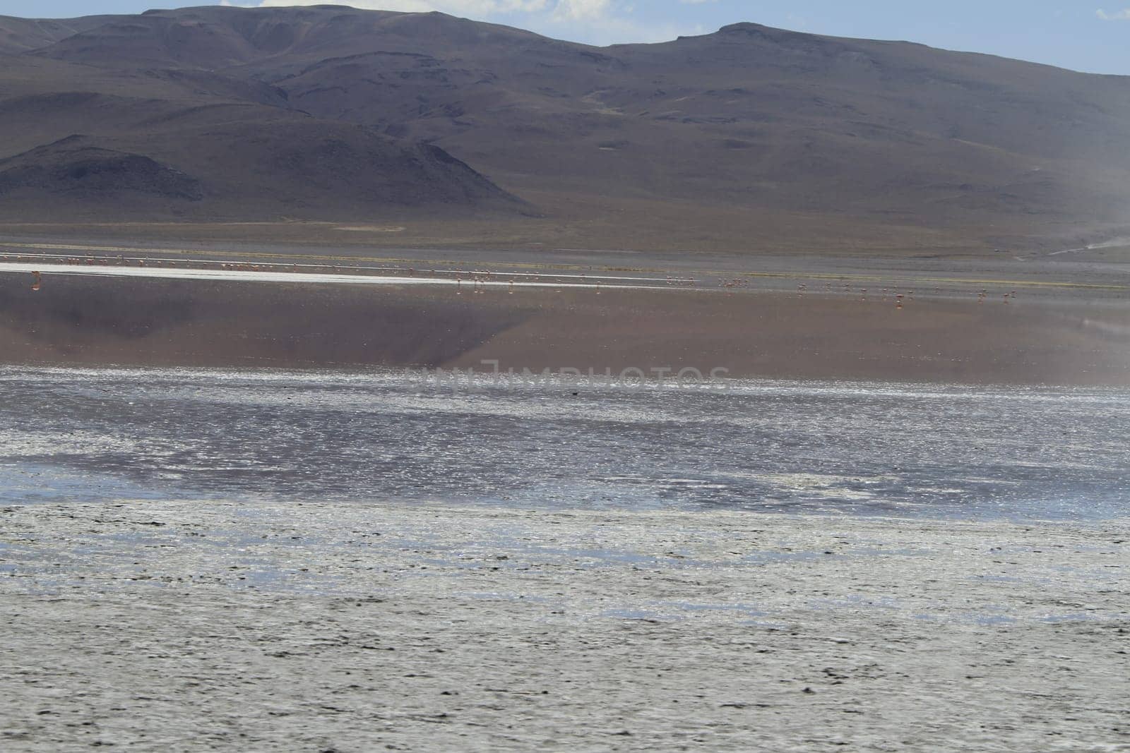 Flamencos in Eduardo Alveroa, Uyuni Bolivia
