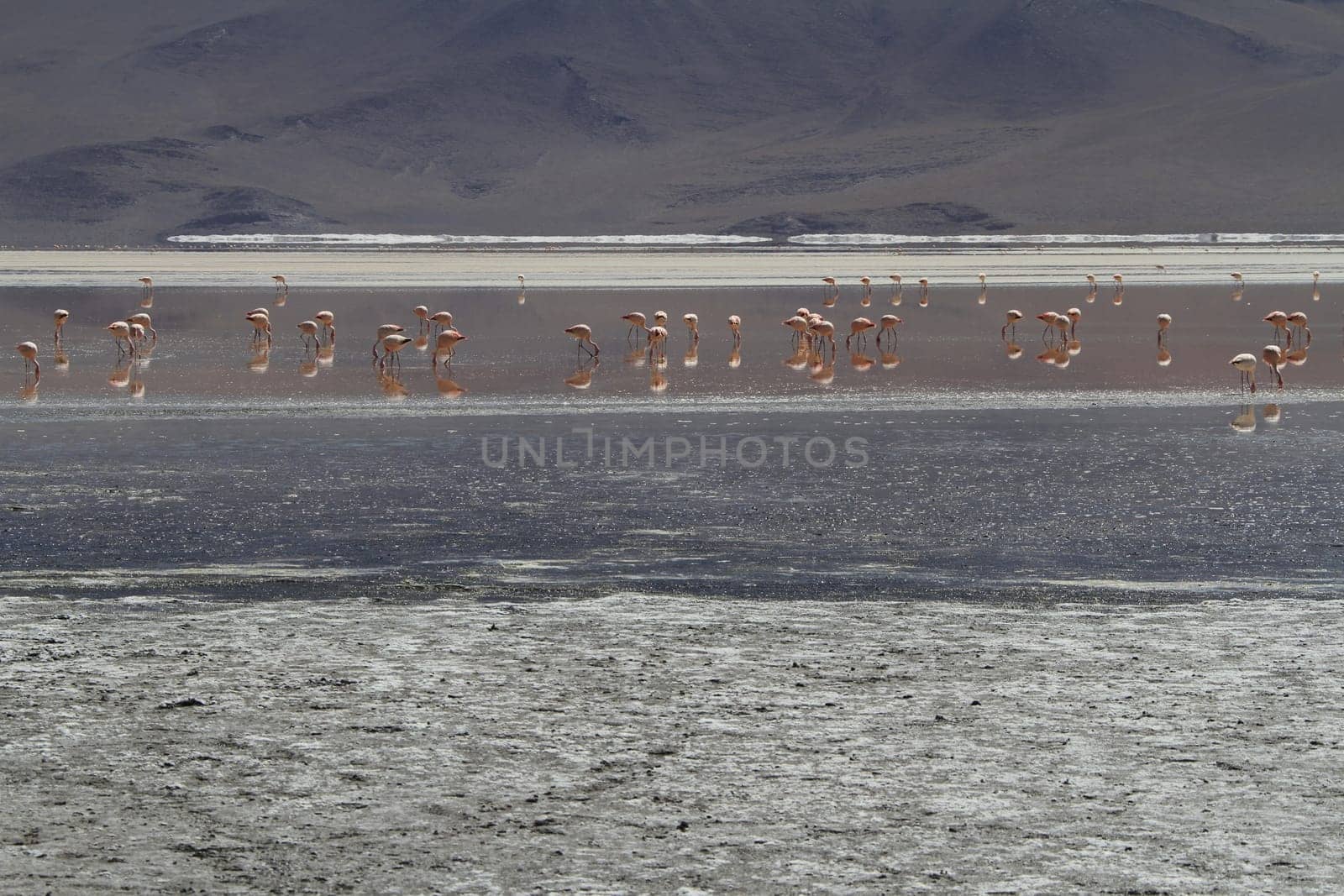 Flamencos in Eduardo Alveroa, Uyuni Bolivia