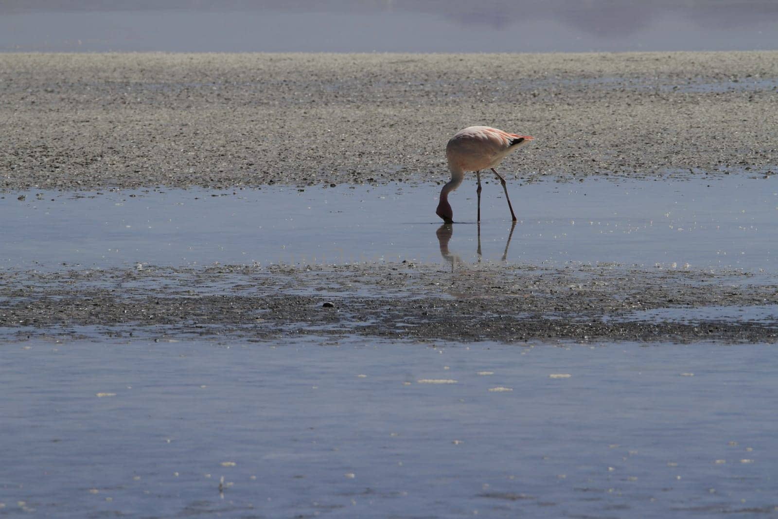 Flamencos in Eduardo Alveroa, Uyuni Bolivia