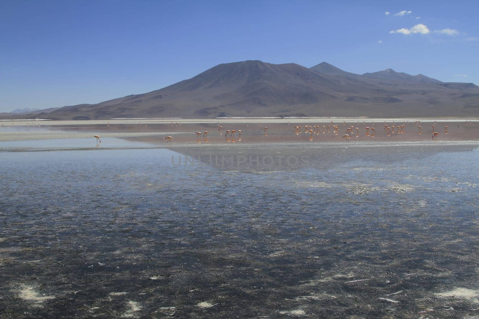 Flamencos in Eduardo Alveroa, Uyuni Bolivia