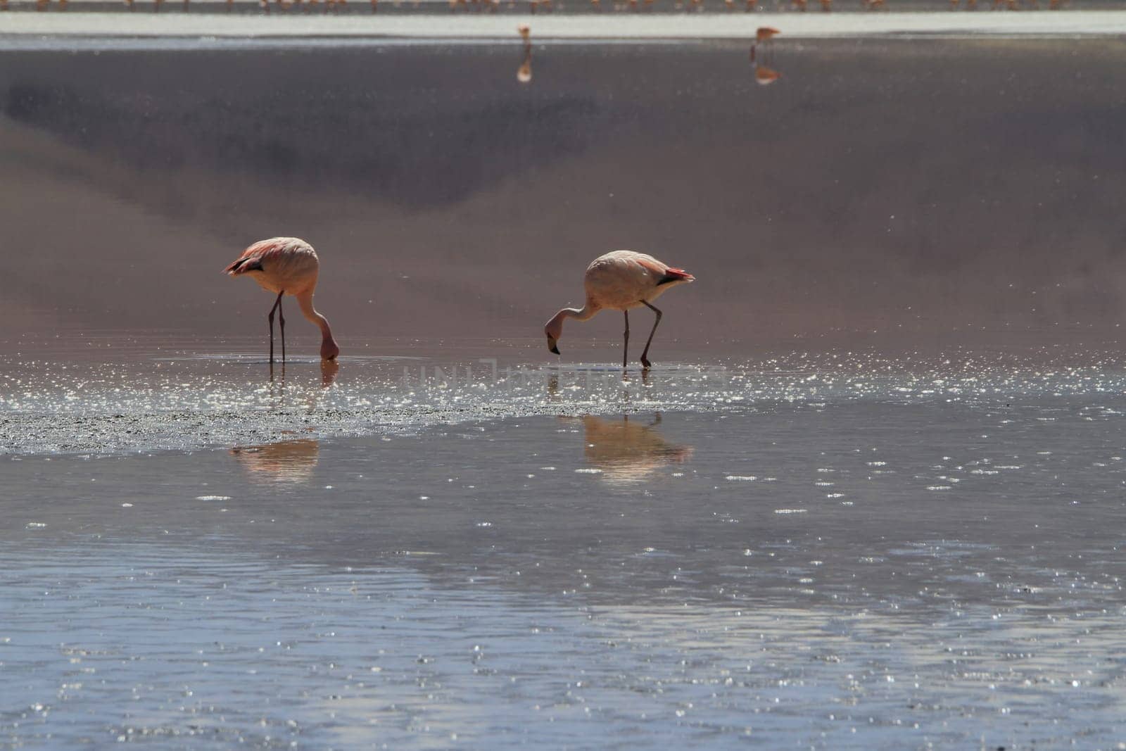 Flamencos in Eduardo Alveroa, Uyuni Bolivia