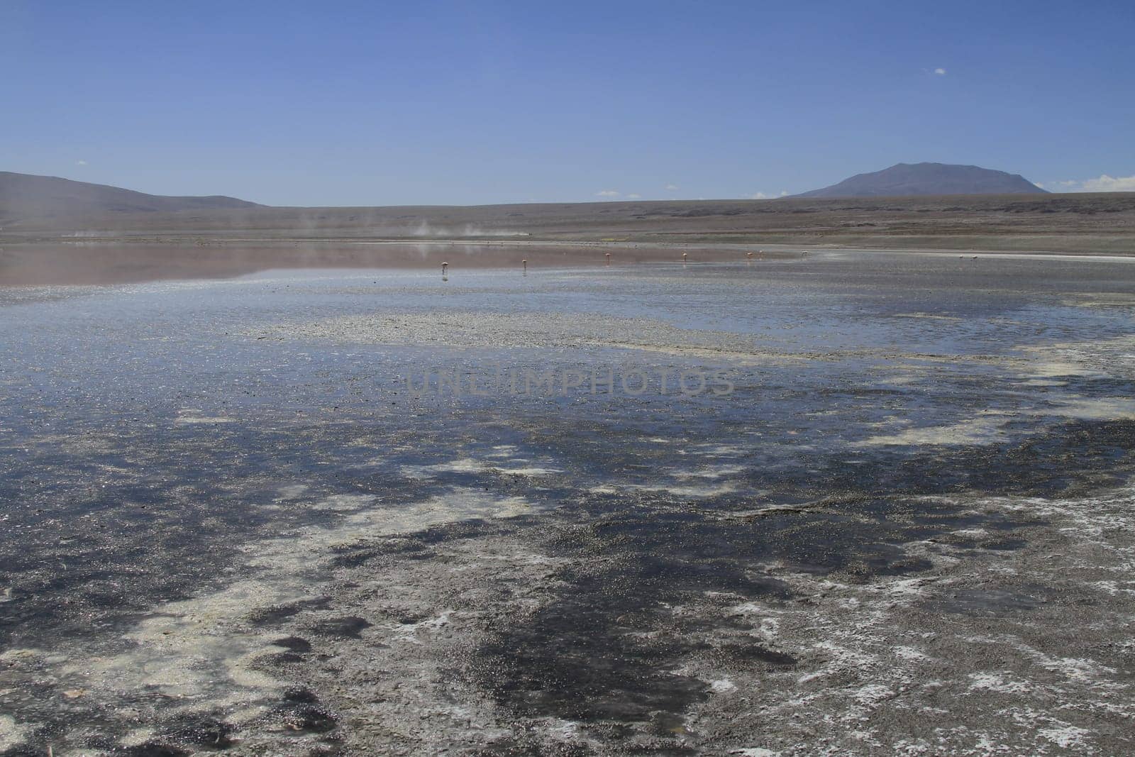 Flamencos in Eduardo Alveroa, Uyuni Bolivia