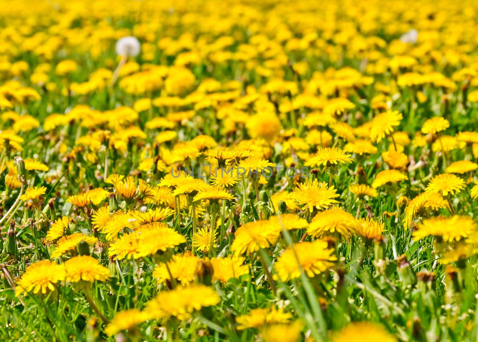 Beautiful countryside landscape in Transylvania, with green grass and dandelions