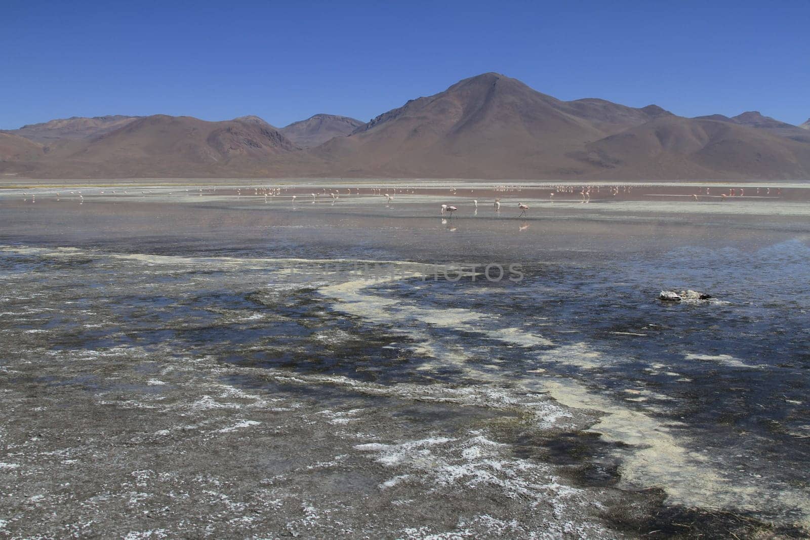 Flamencos in Eduardo Alveroa, Uyuni Bolivia
