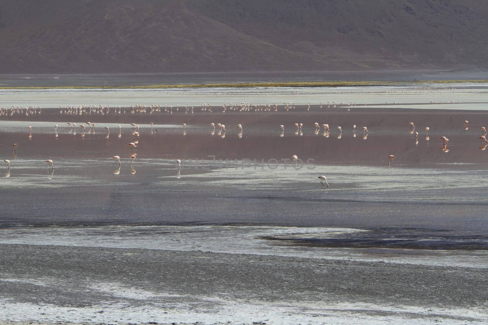 Flamencos in Eduardo Alveroa, Uyuni Bolivia
