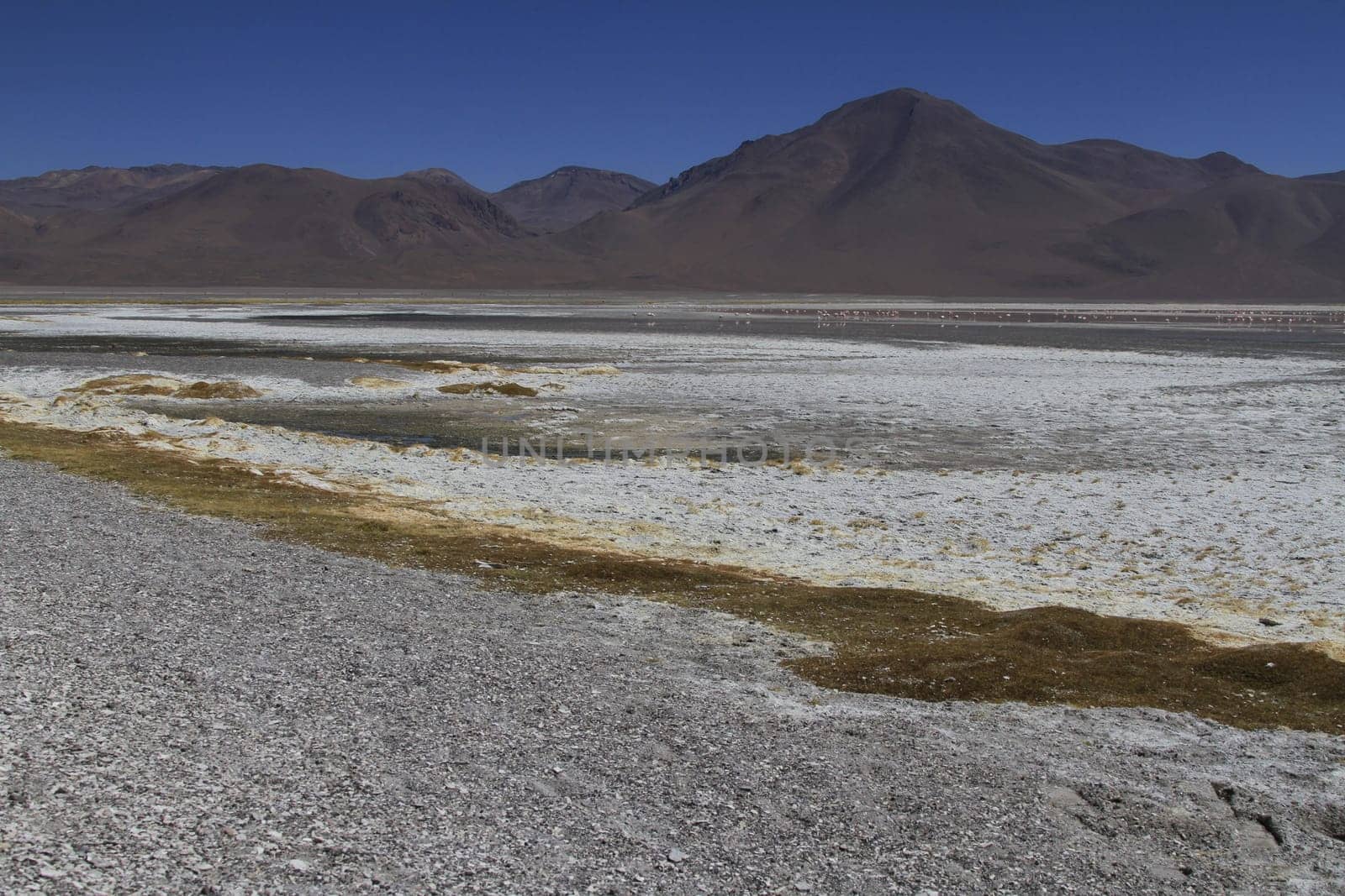 Flamencos in Eduardo Alveroa, Uyuni Bolivia