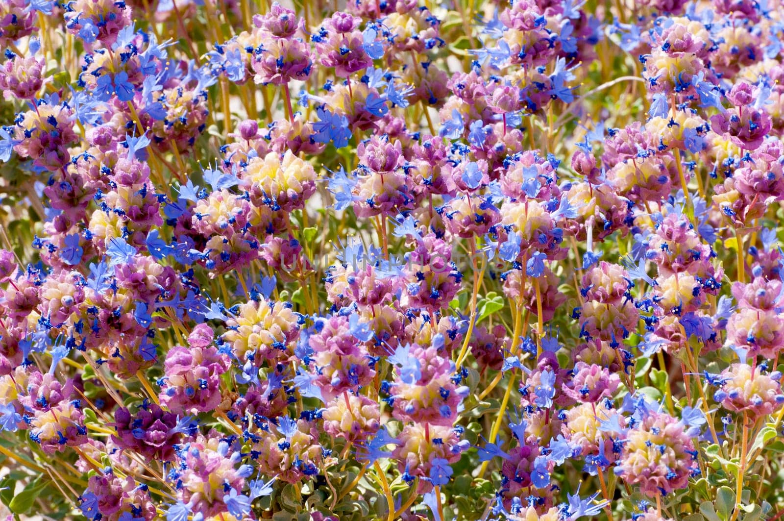 Blooming Desert