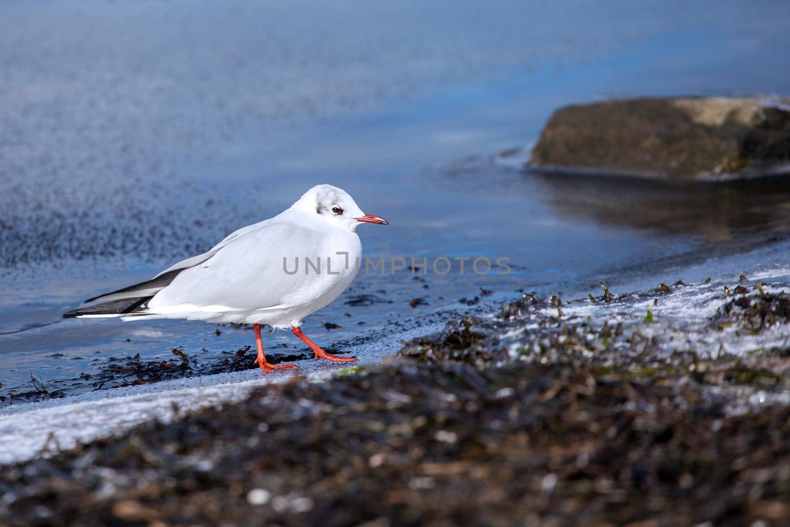 Seagull on the beach