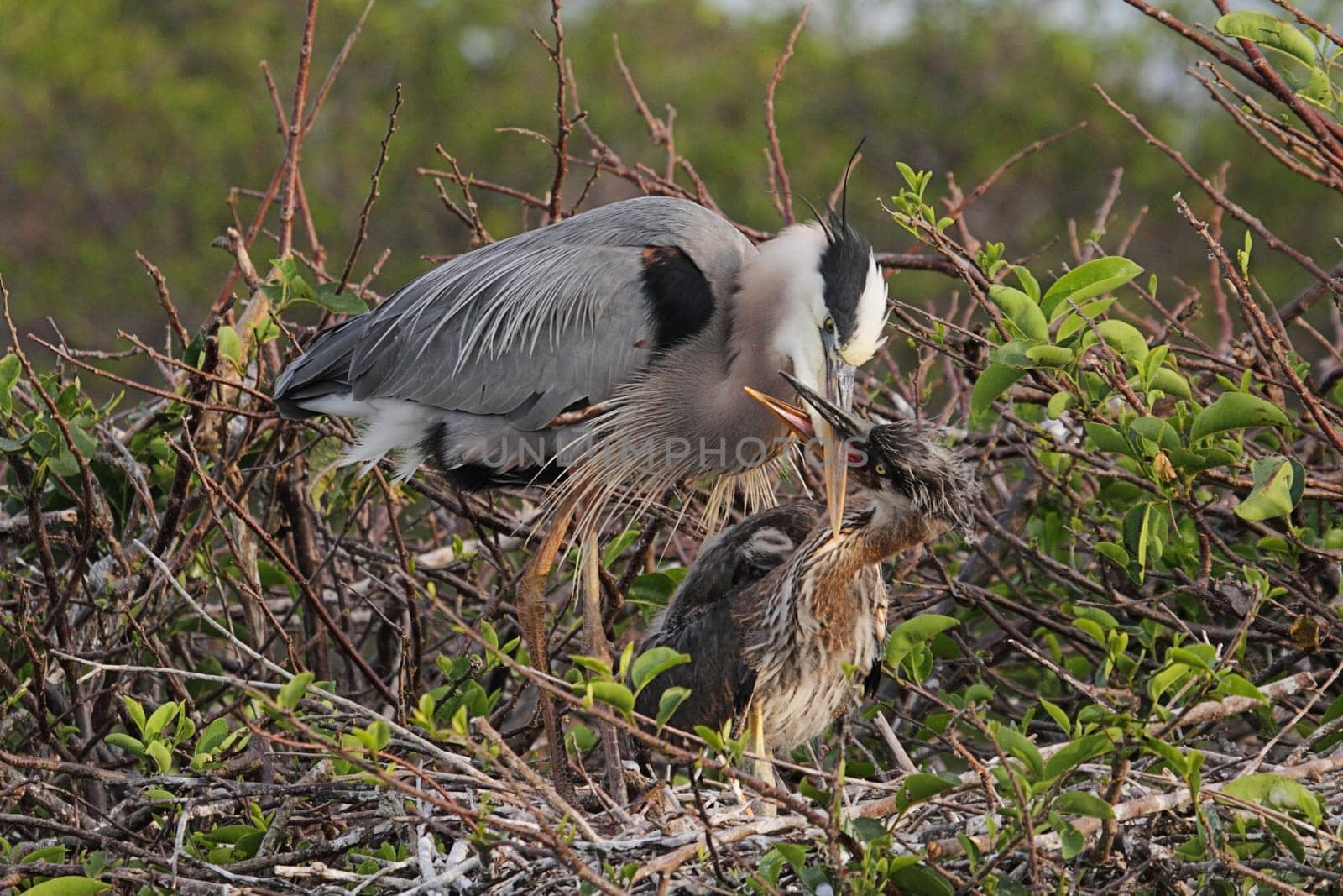 Great Blue Heron (Ardea Herodias) on a nest with babies in the Florida Everglades