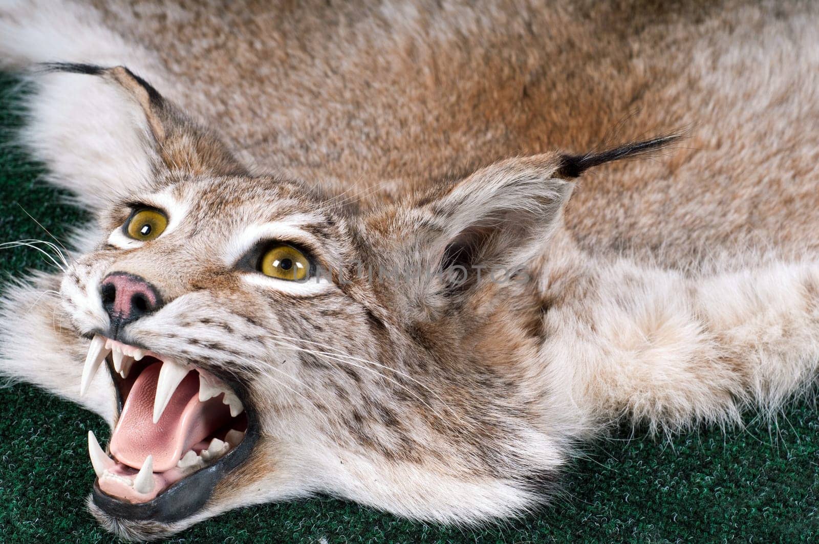 Shot of stuffed lynx with open mouth
