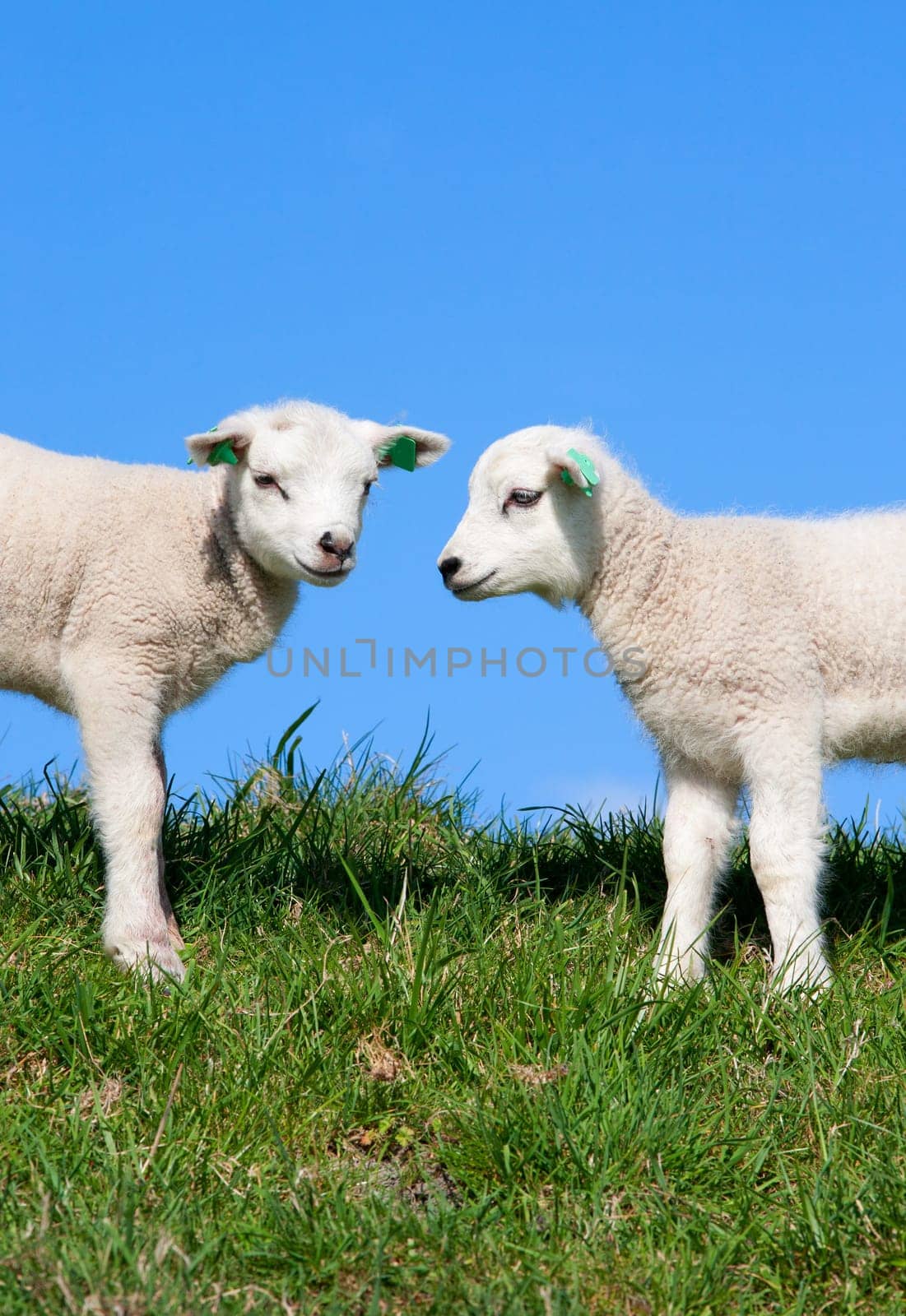 Cute lambs in the meadow, the Netherlands