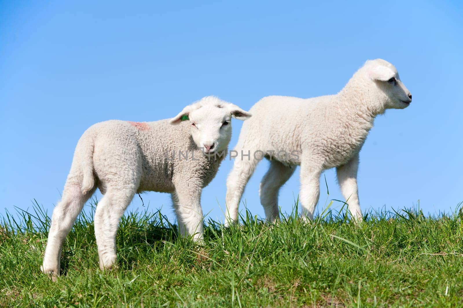 Cute lambs in the meadow, the Netherlands