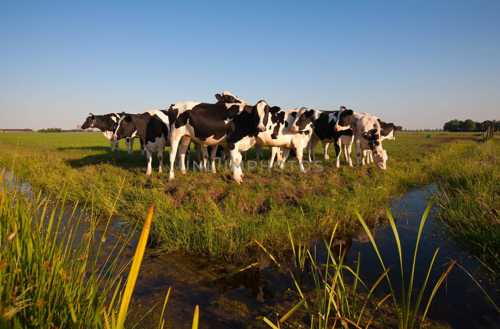 Dutch cows in the meadow
