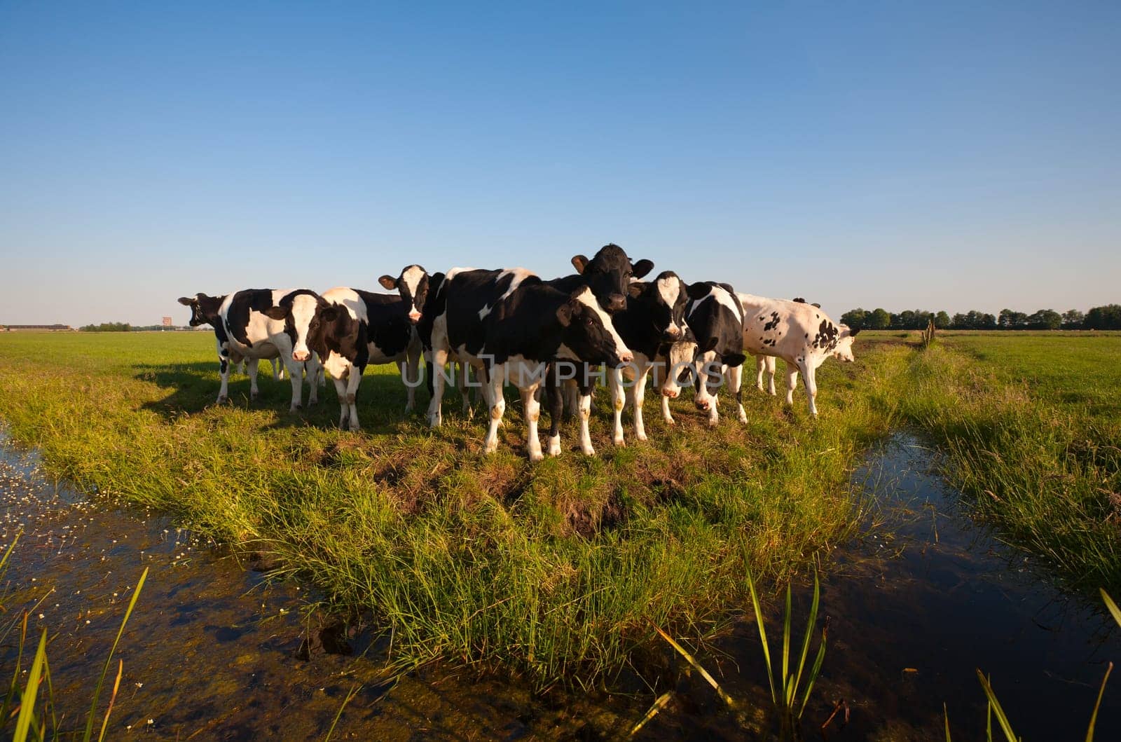 Dutch cows in the meadow