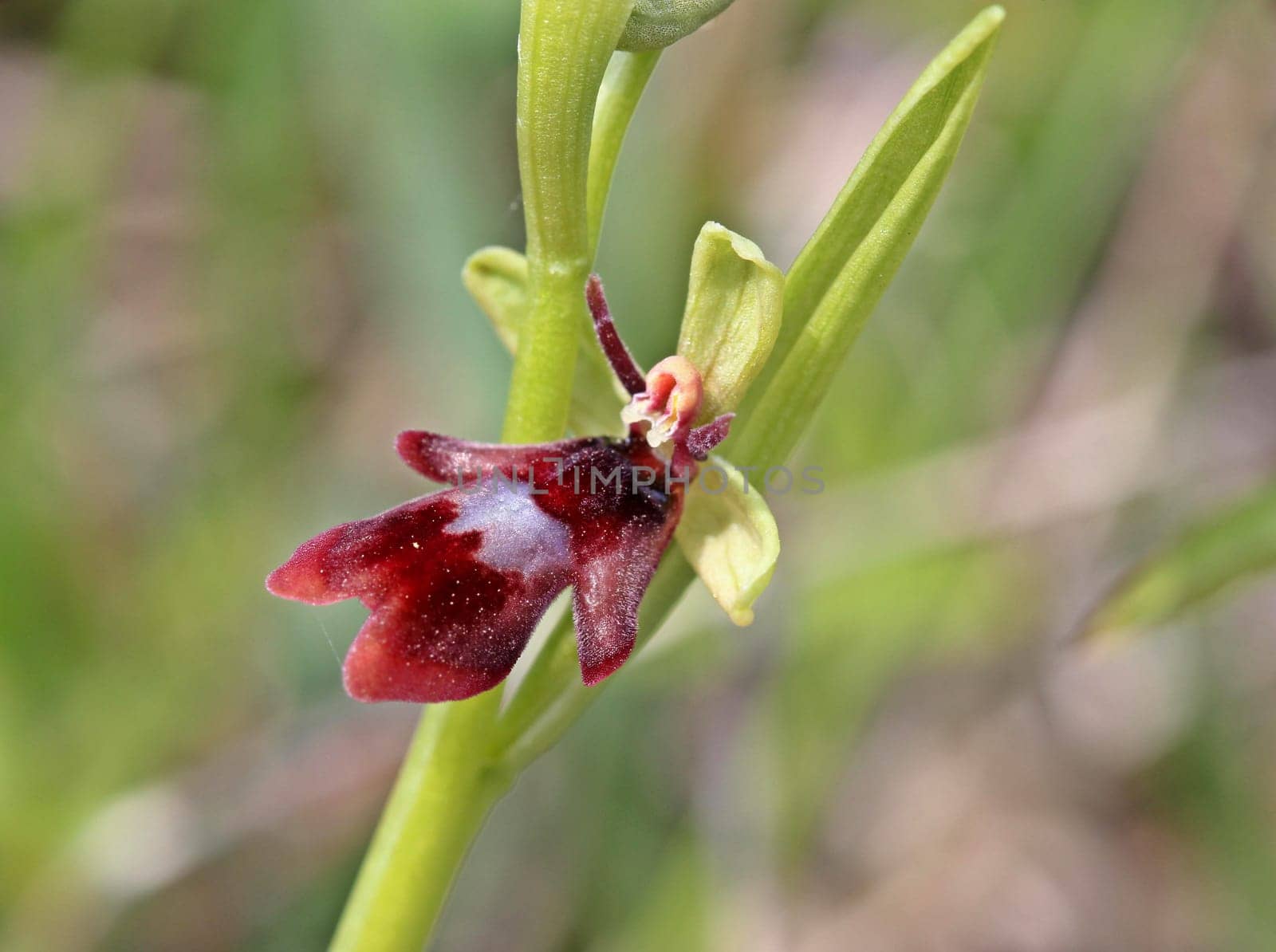 Fly orchid (Ophrys insectifera)