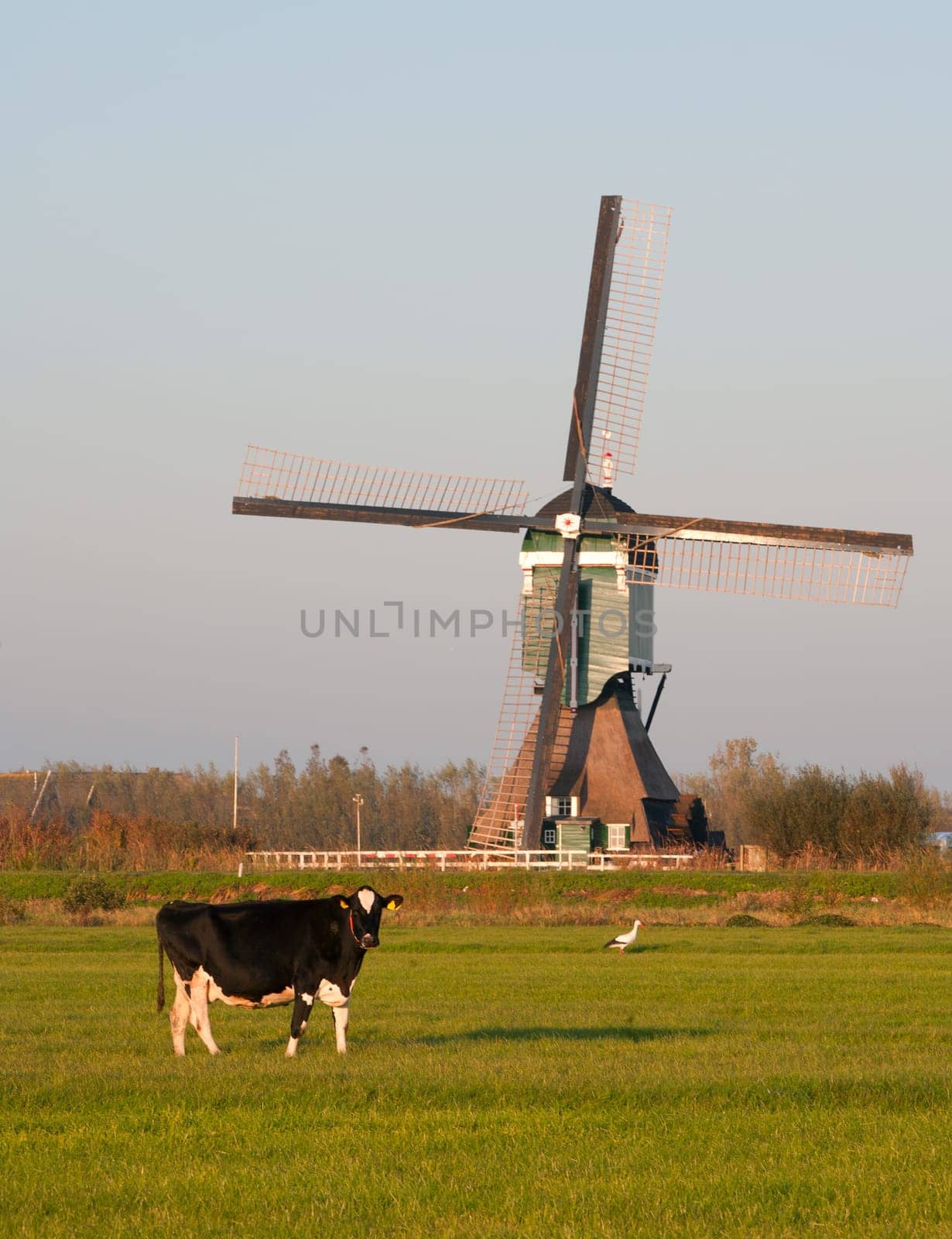 Traditional Dutch windmill with cow and stork in Groot-Ammers, the Netherlands