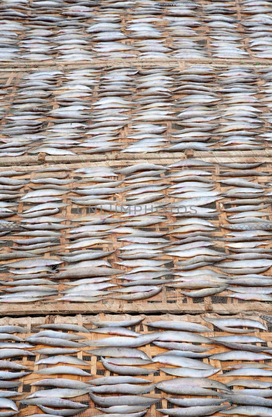 Fish drying in the sun in the Mekong Delta, Vietnam