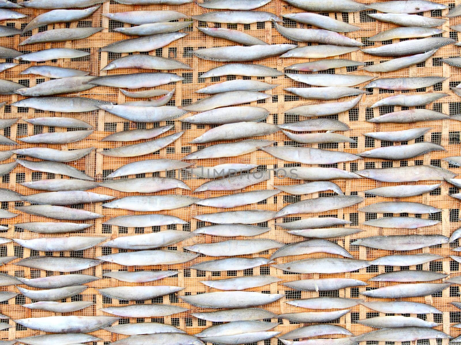 Fish drying in the sun in the Mekong Delta, Vietnam