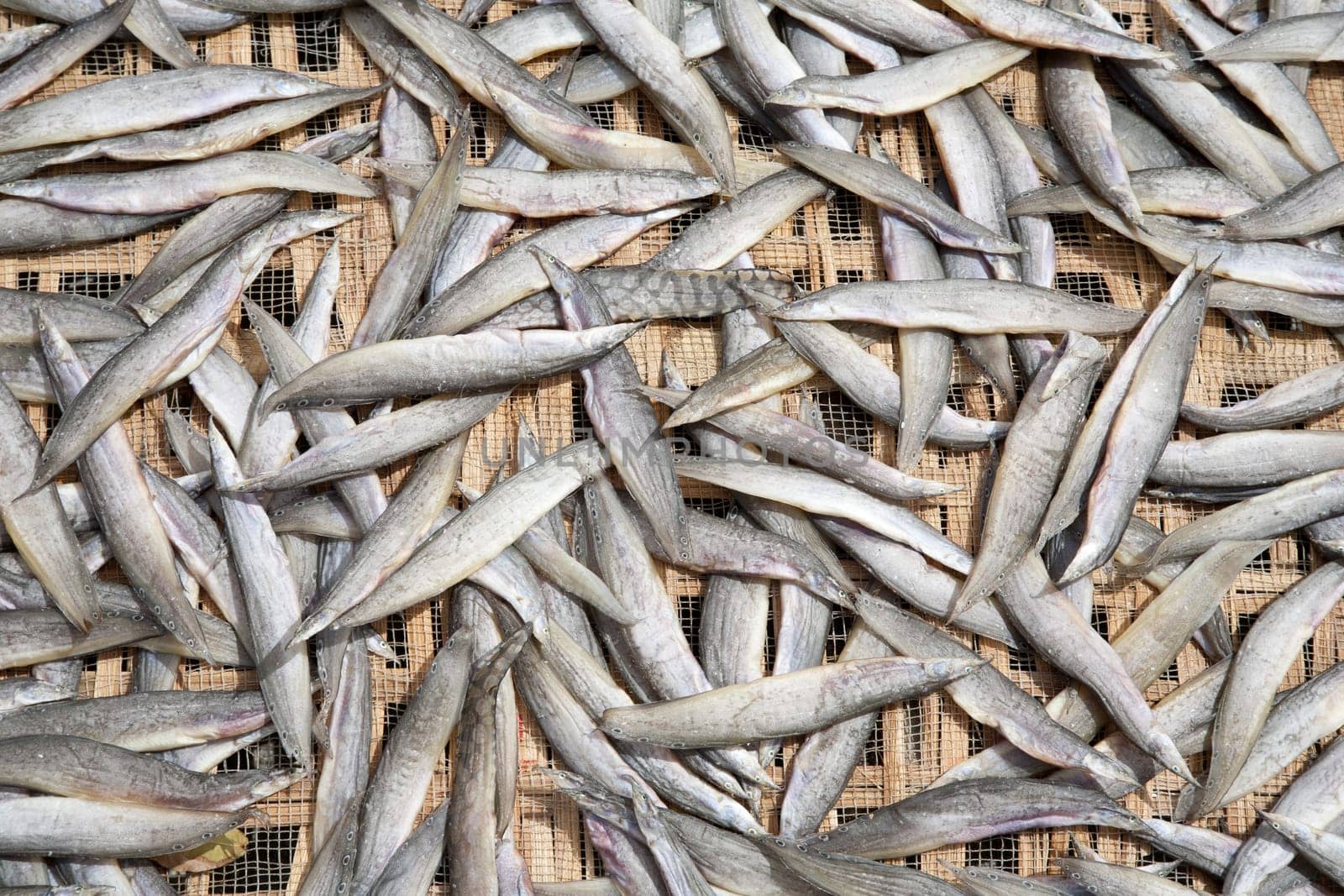 Fish drying in the sun in the Mekong Delta, Vietnam