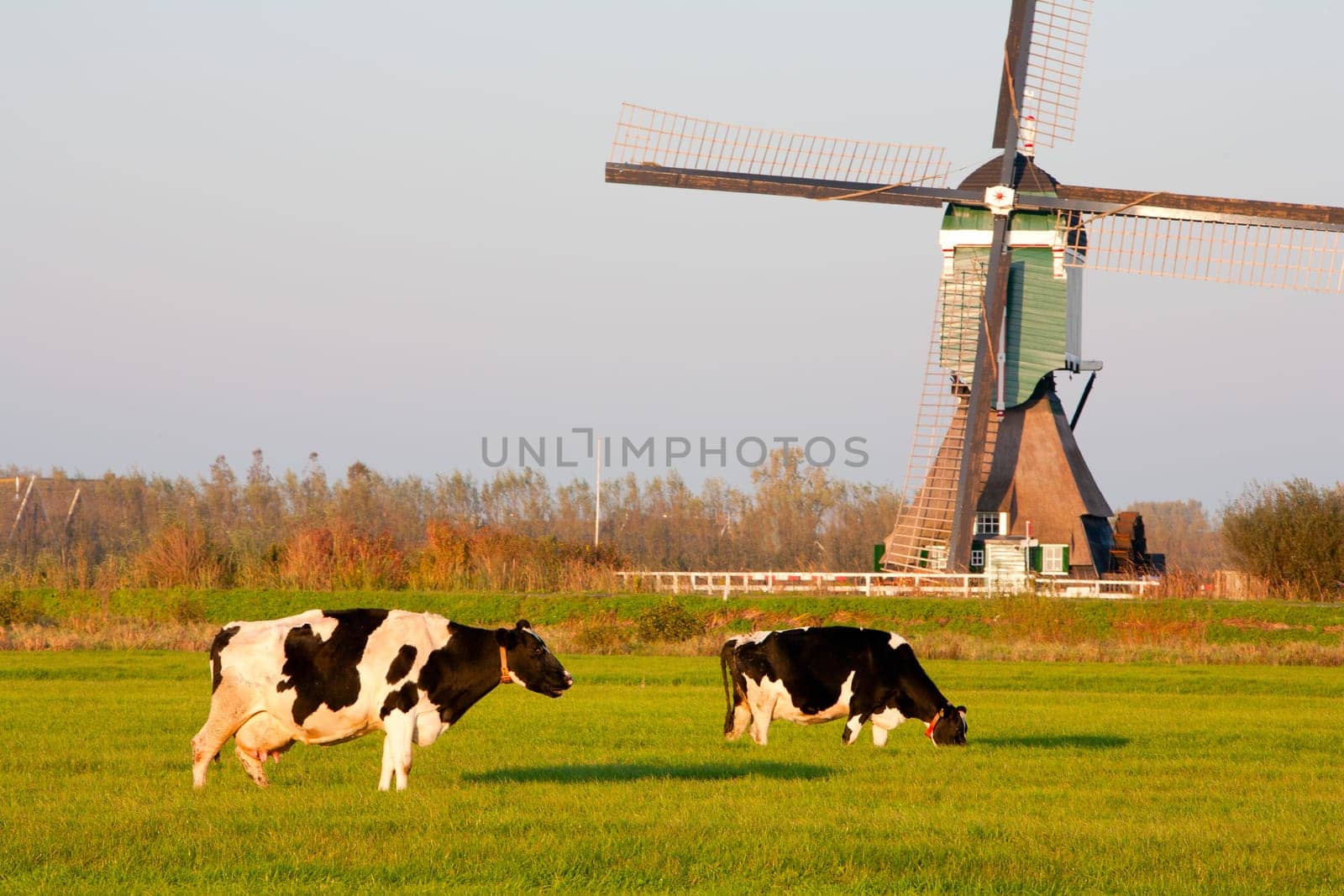 Traditional Dutch windmill with cows in Groot-Ammers, the Netherlands