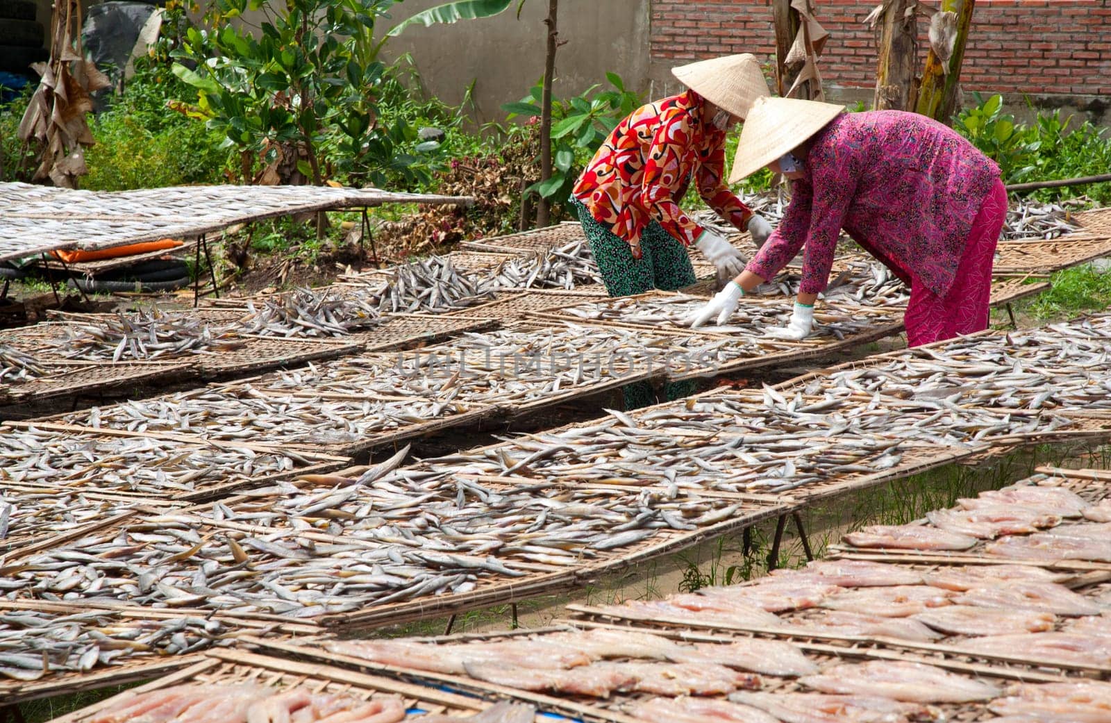 Fish drying in the sun in the Mekong Delta, Vietnam