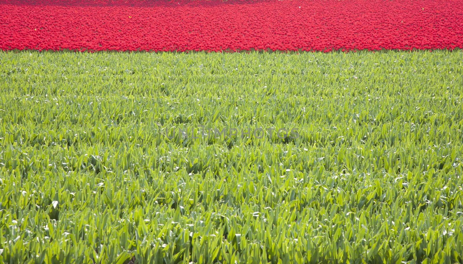 Field with red tulips in the Netherlands