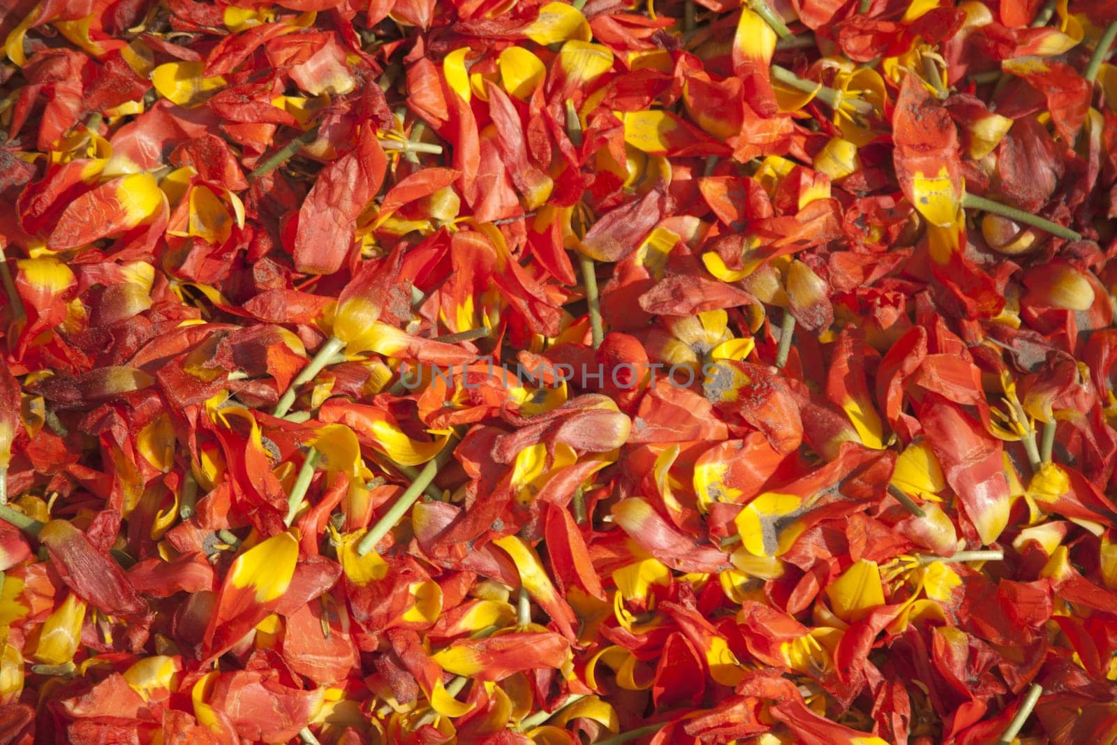 Fallen petals of tulips in the Netherlands